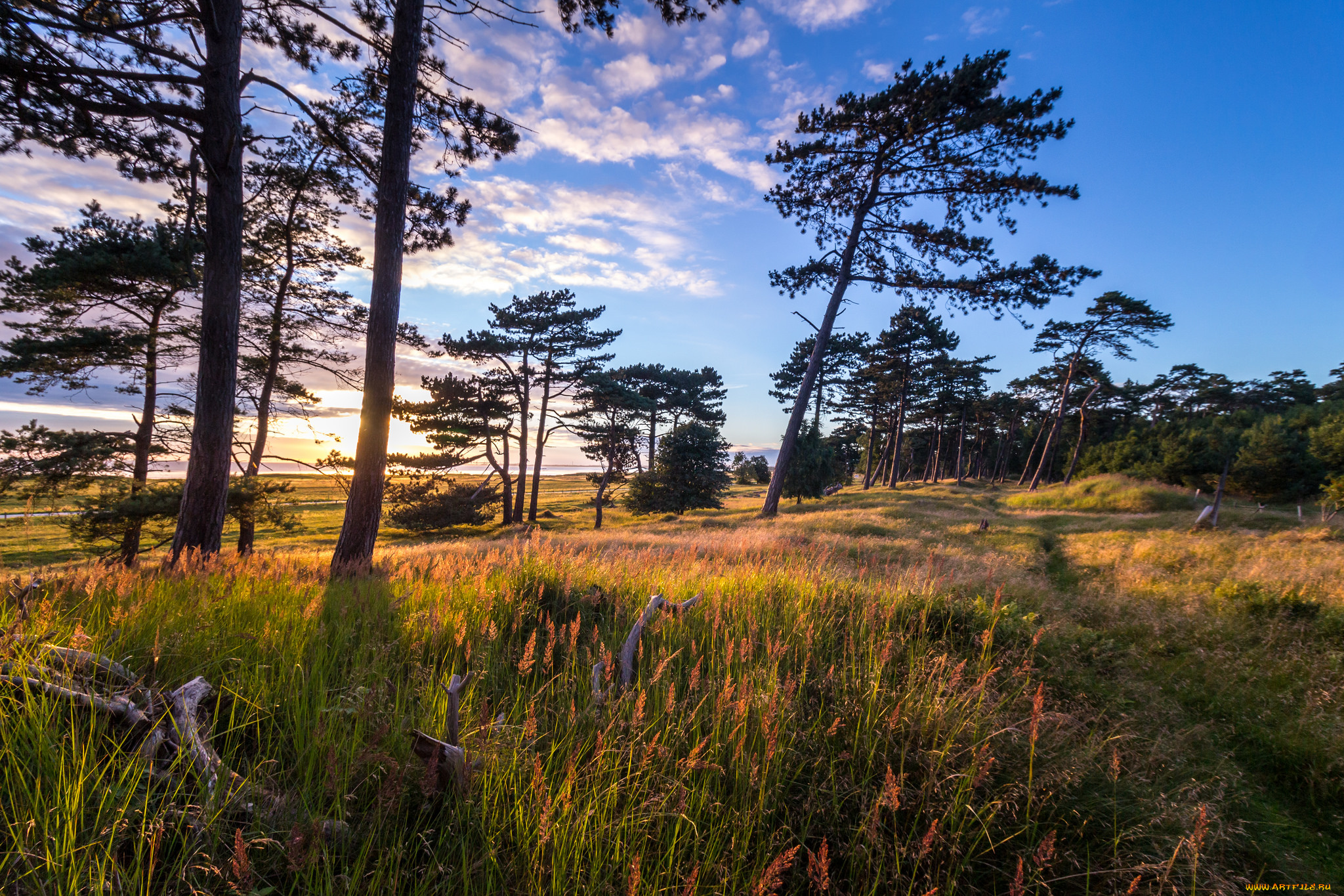 природа, пейзажи, дерево