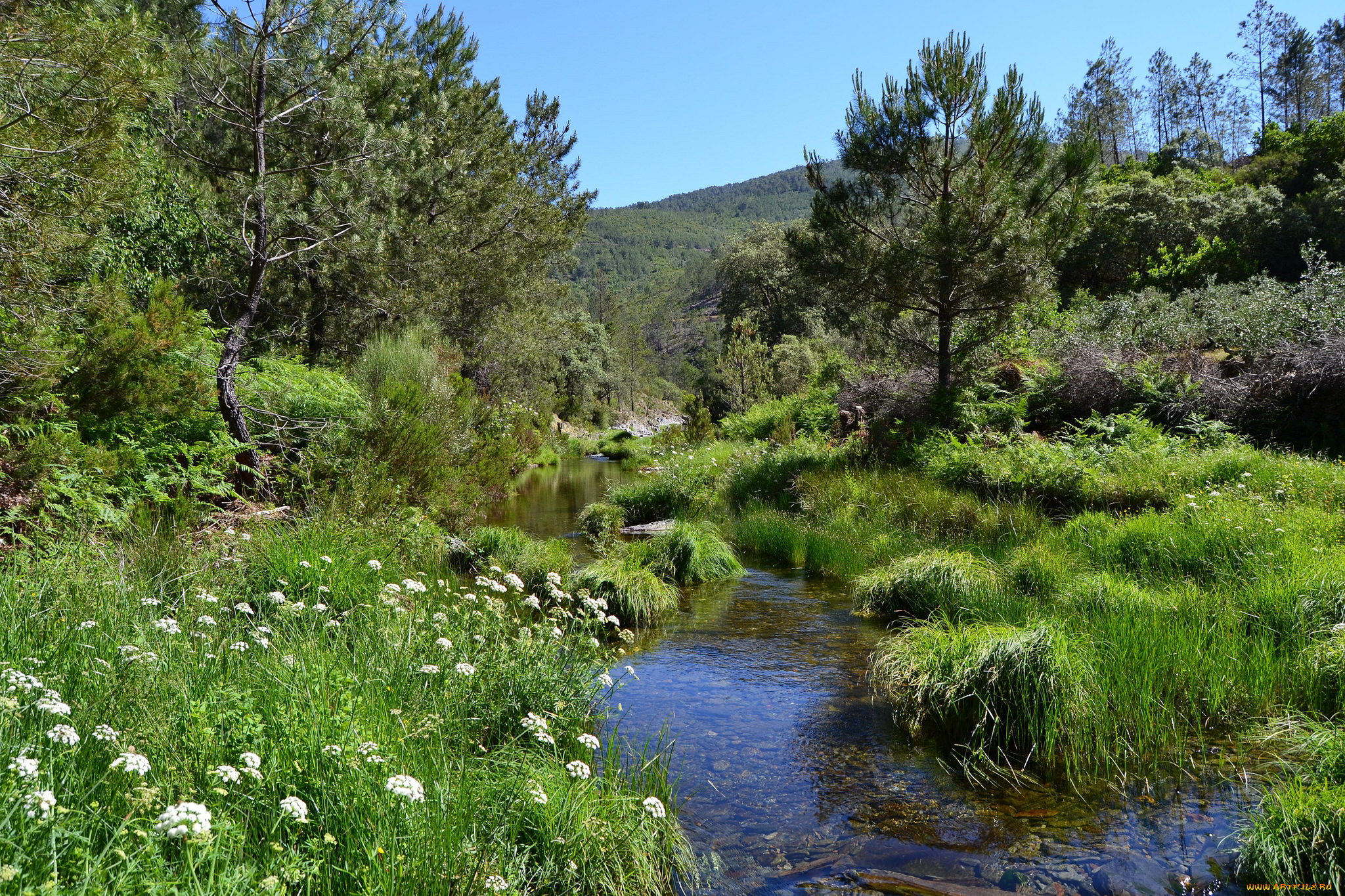 природа, реки, озера, лес, река