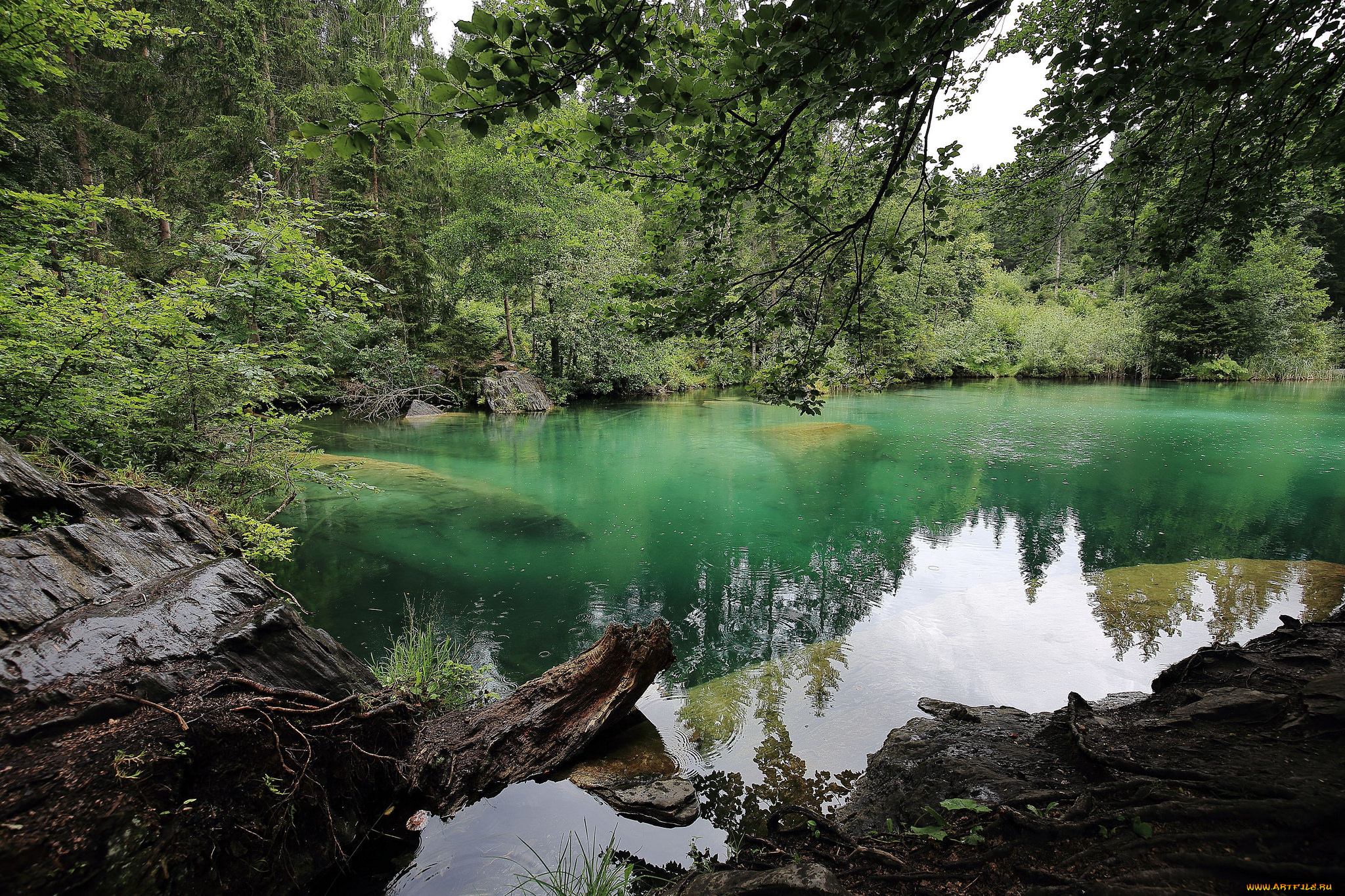 природа, реки, озера, лес, река