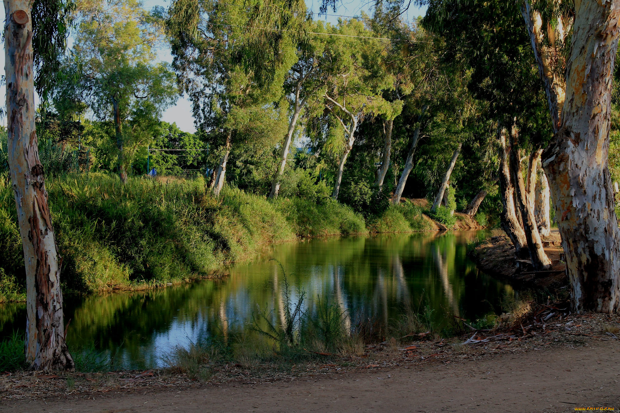 природа, реки, озера, река, лес