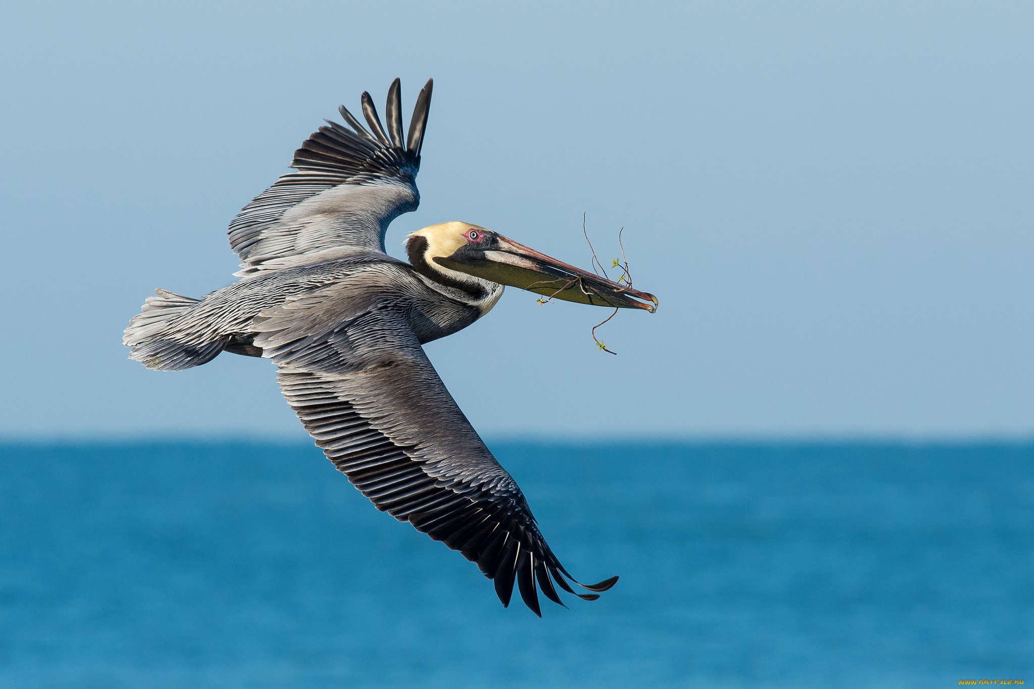животные, пеликаны, птичка