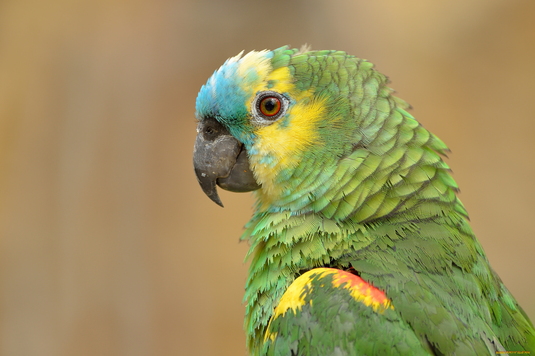 животные, попугаи, птичка