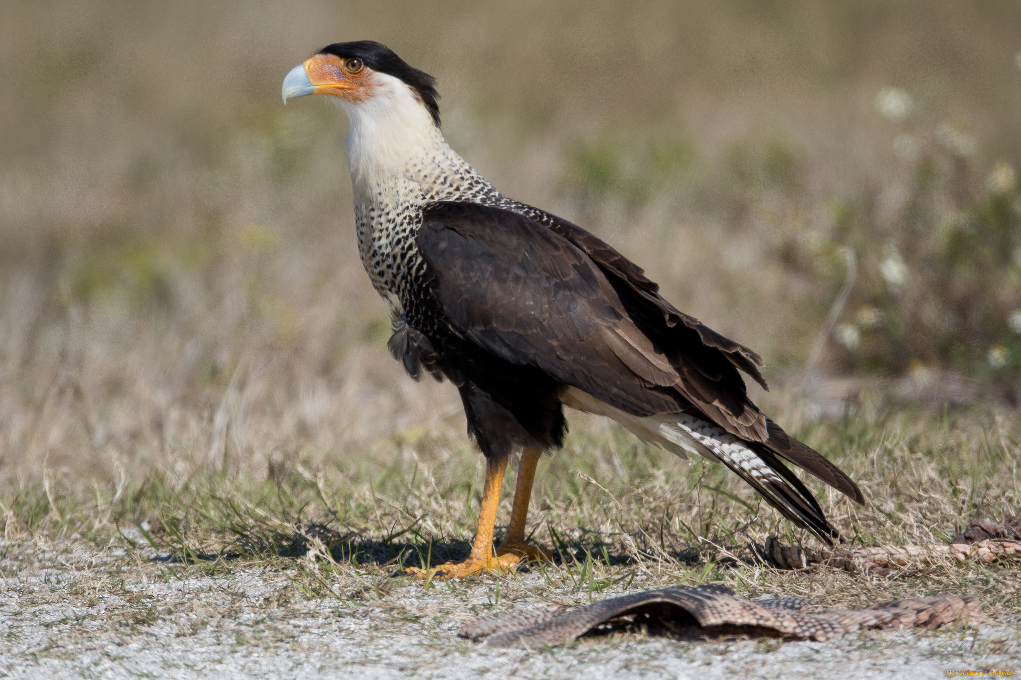 животные, птицы, -, хищники, птичка