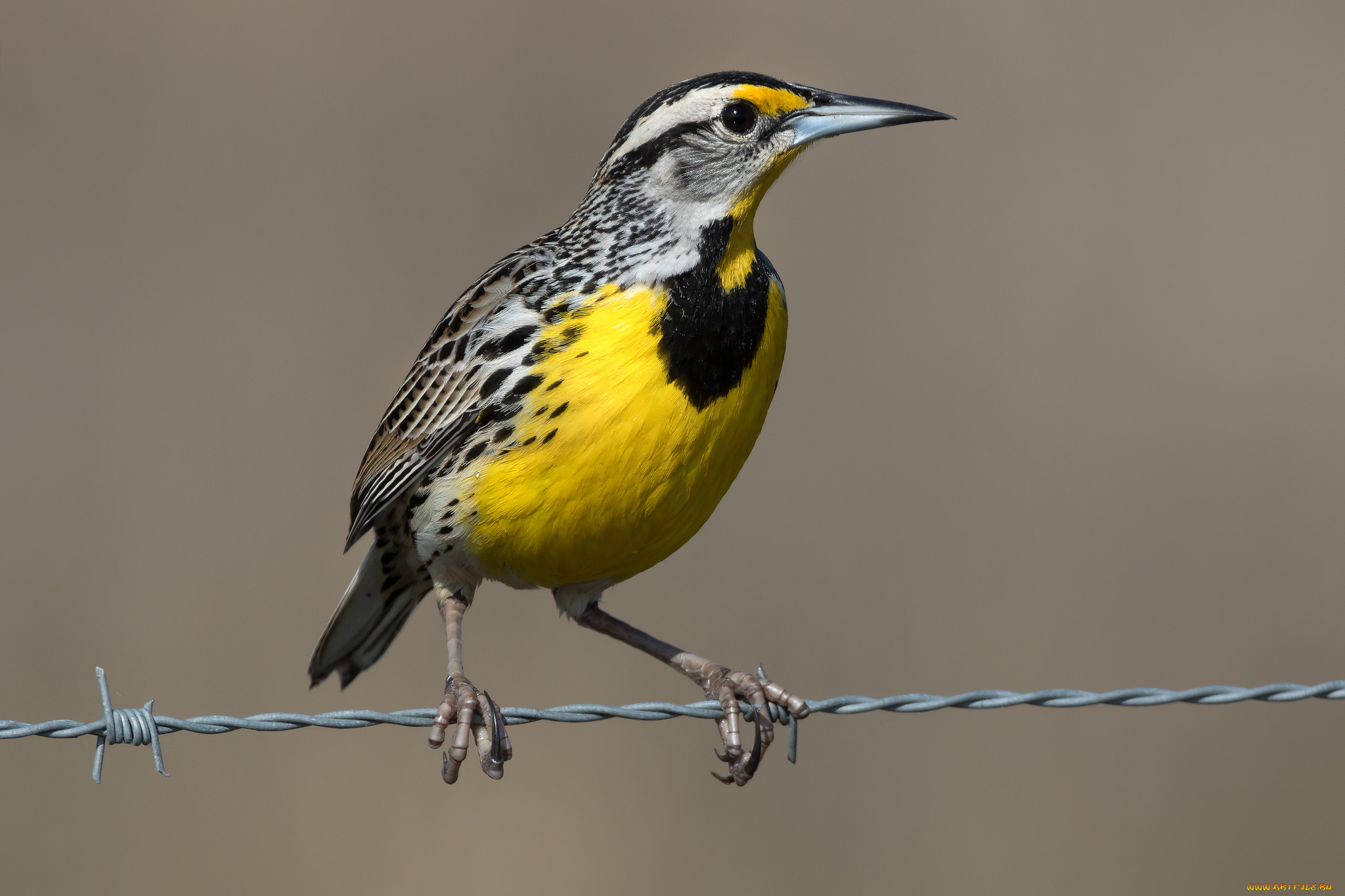 животные, птицы, птичка