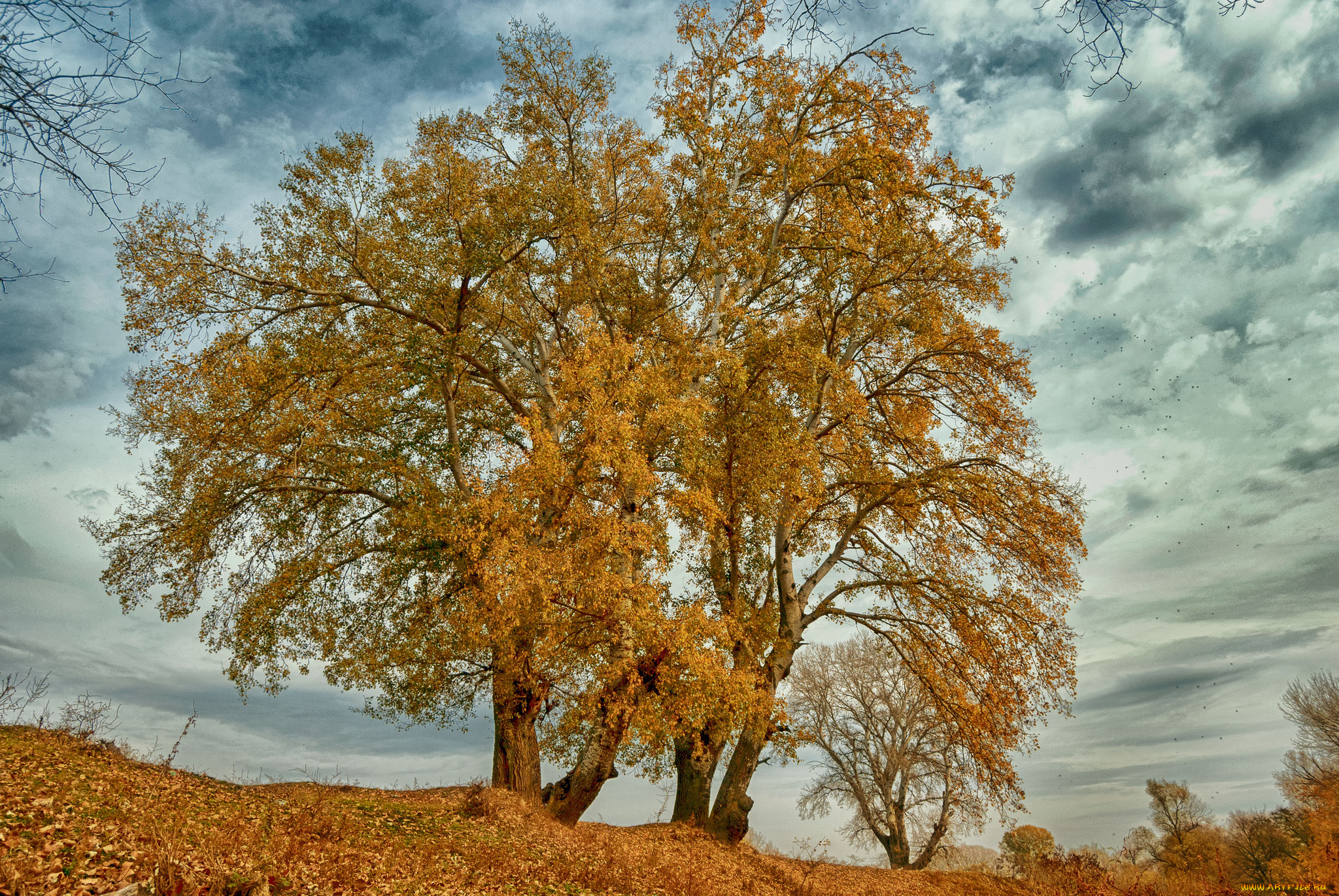 природа, деревья, дерево