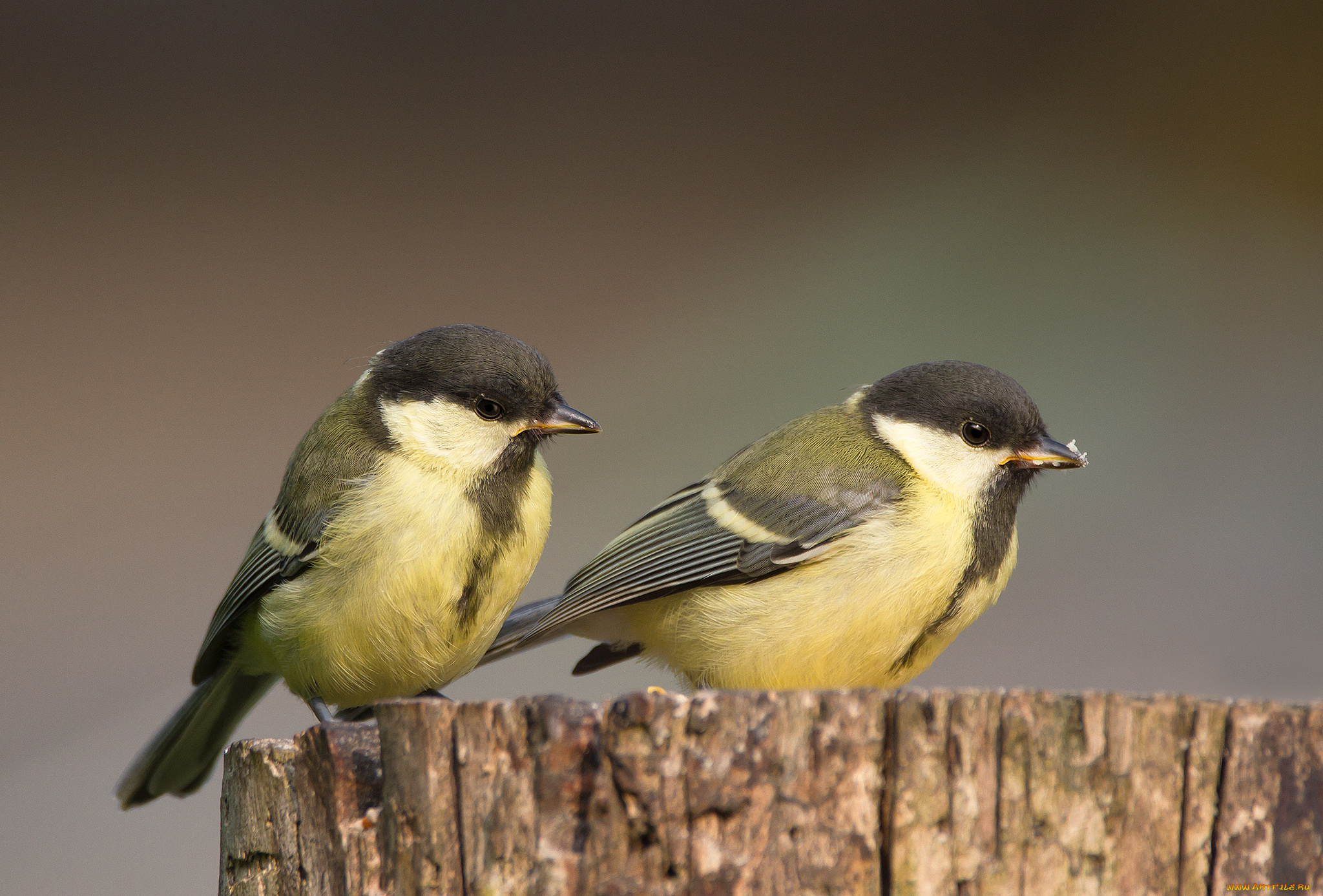 животные, синицы, , лазоревки, птичка