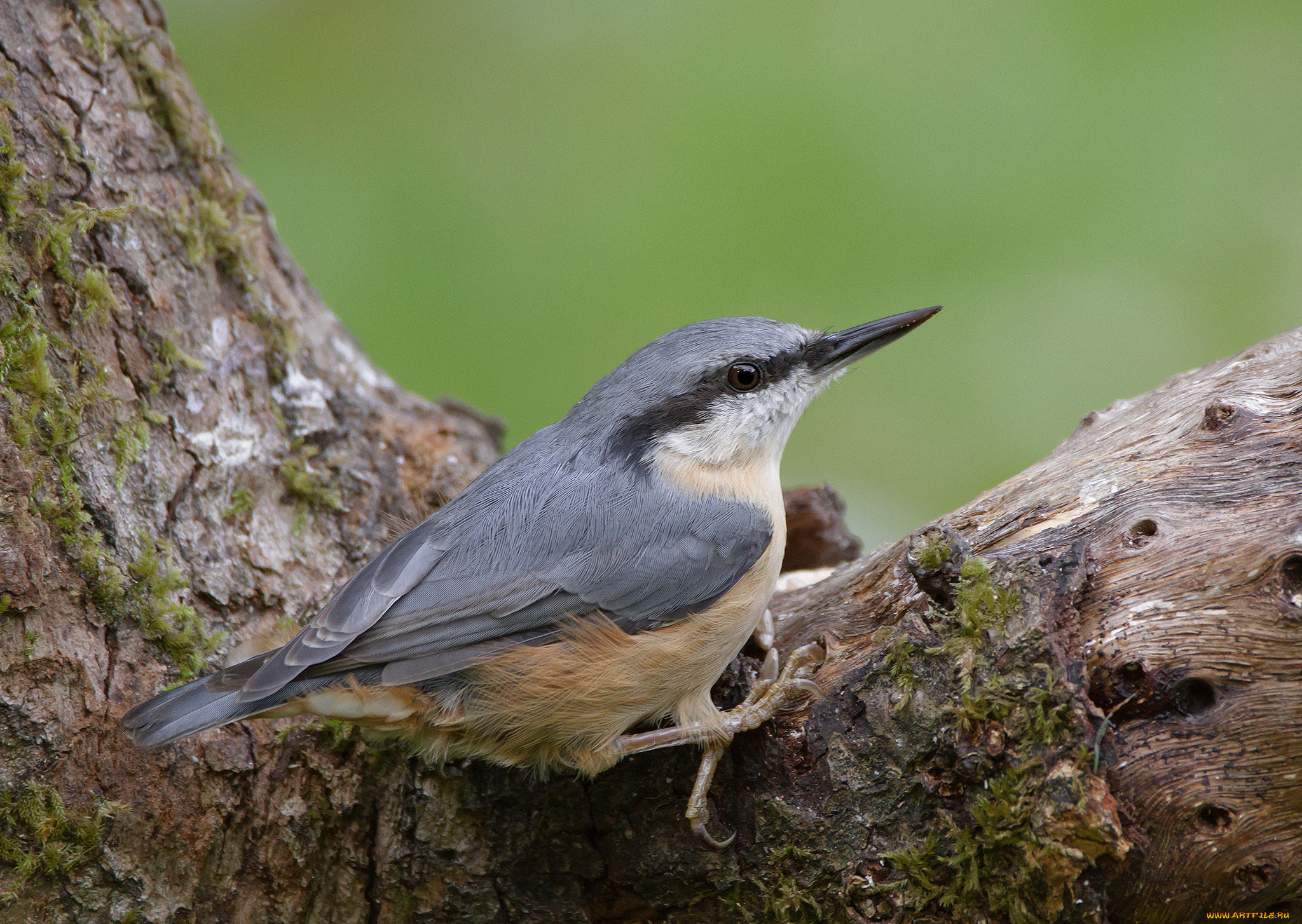животные, поползни, птичка
