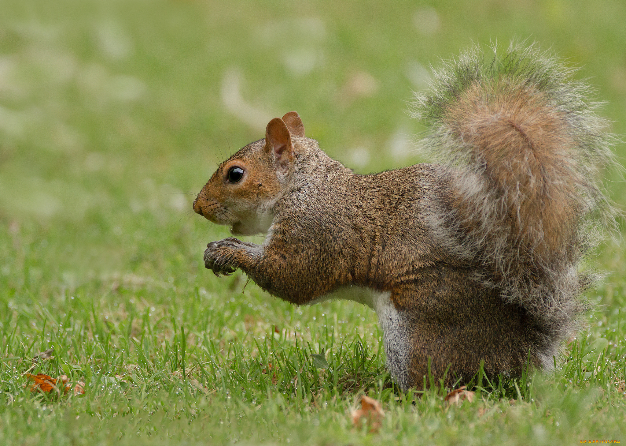 животные, белки, белка