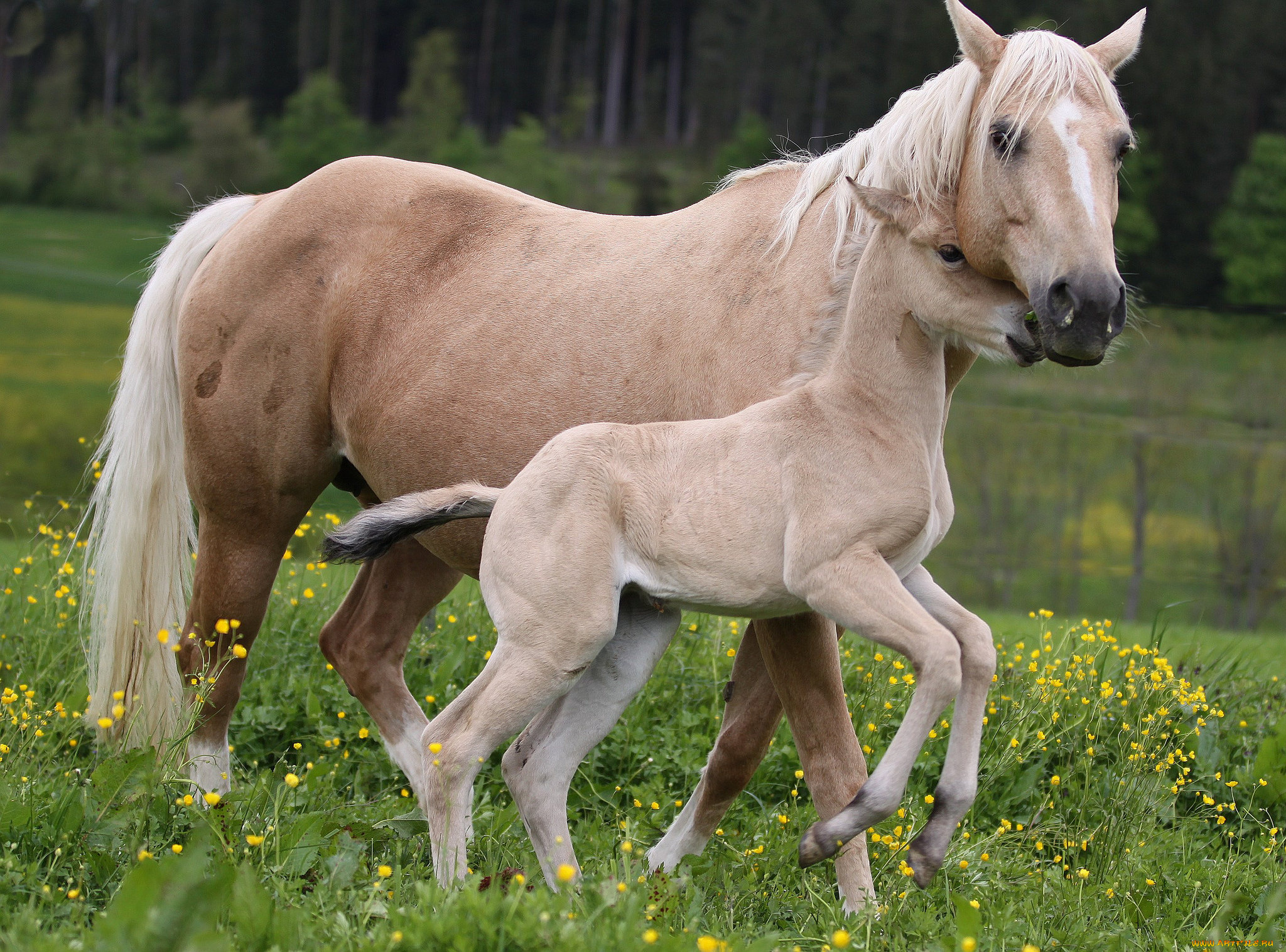 животные, лошади, жеребенок