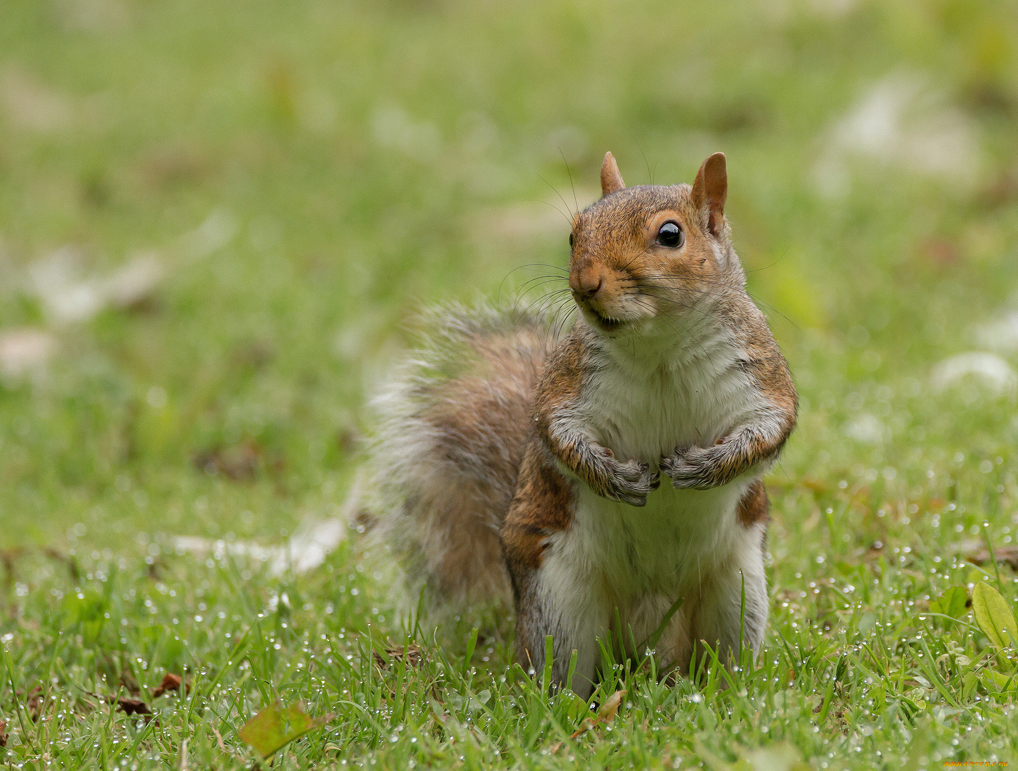 животные, белки, белка