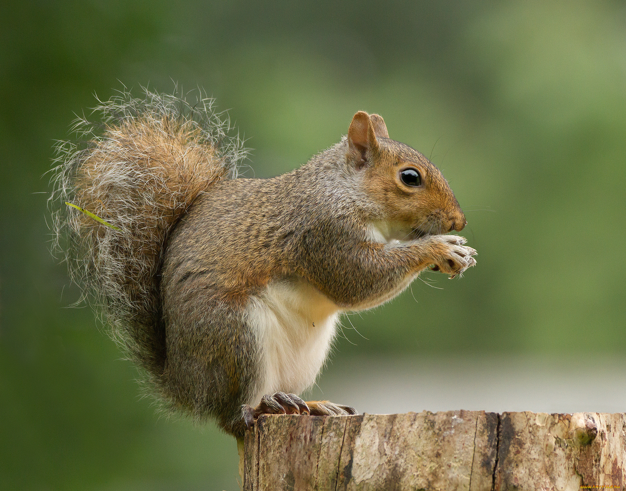 животные, белки, белка