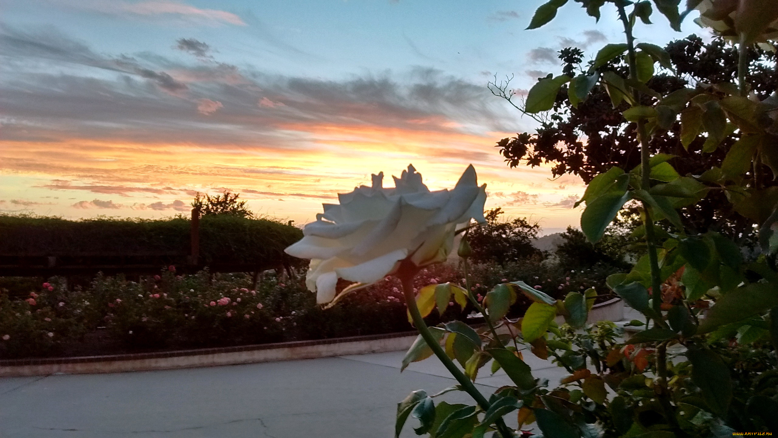 цветы, розы, розарий