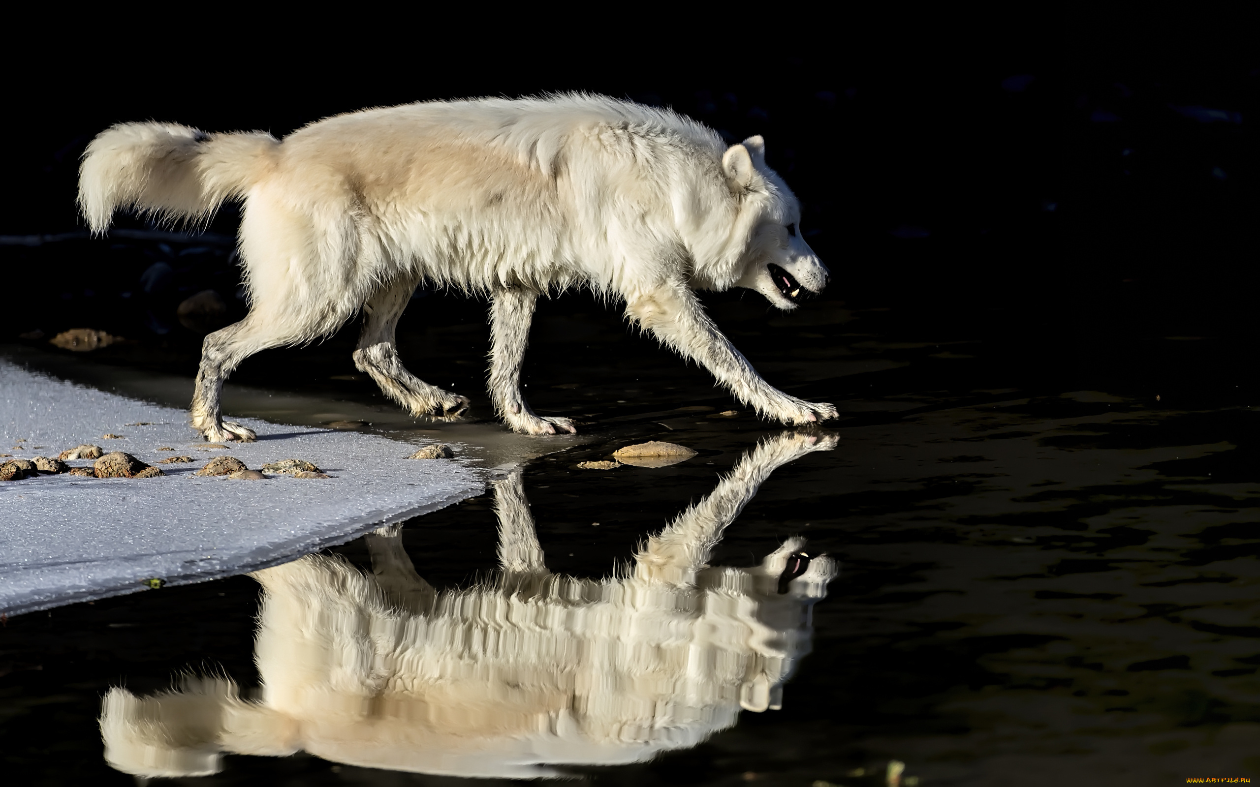 животные, волки, , койоты, , шакалы, волк