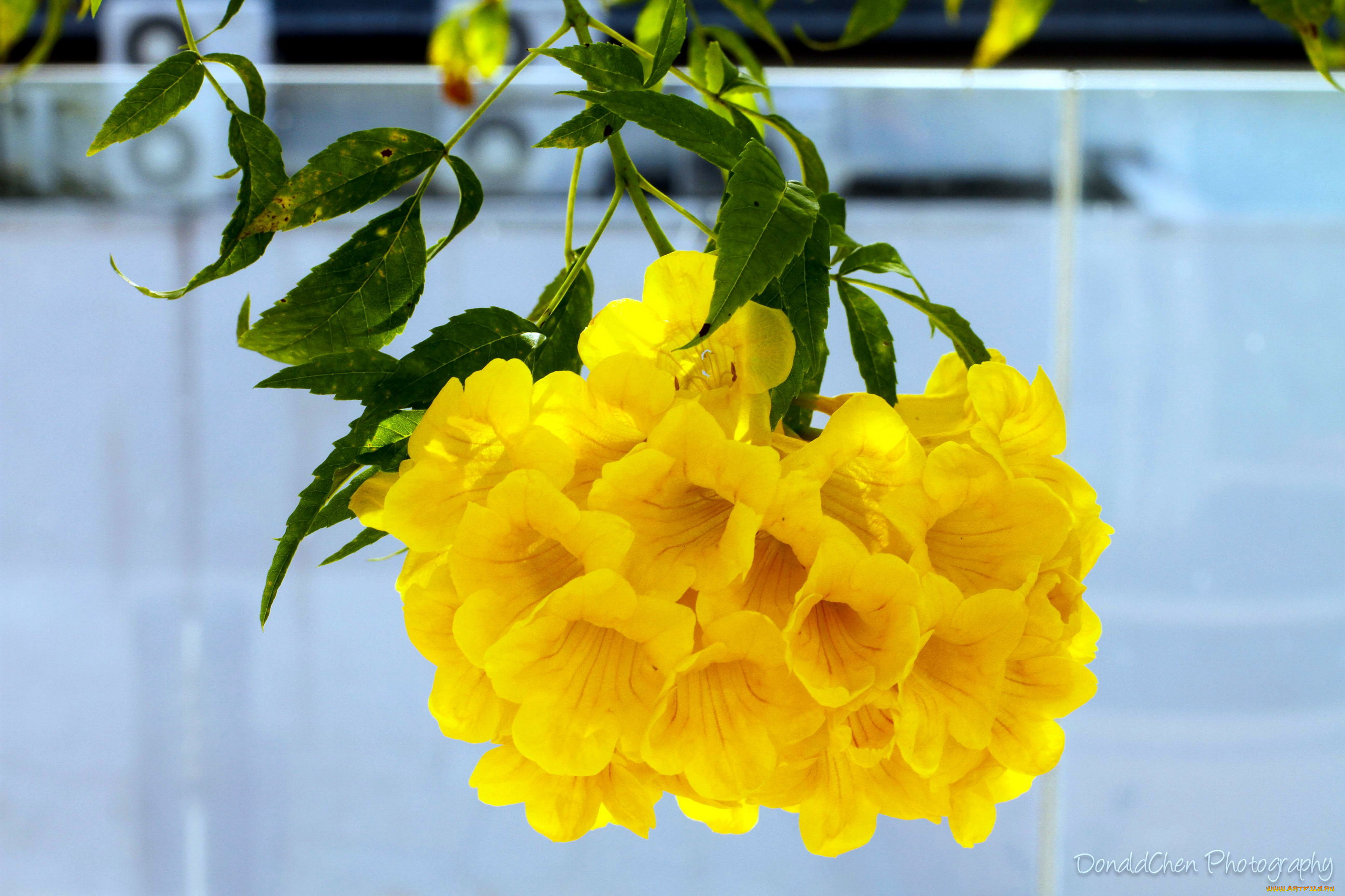 цветы, алламанда, желтый, гроздь, экзотика