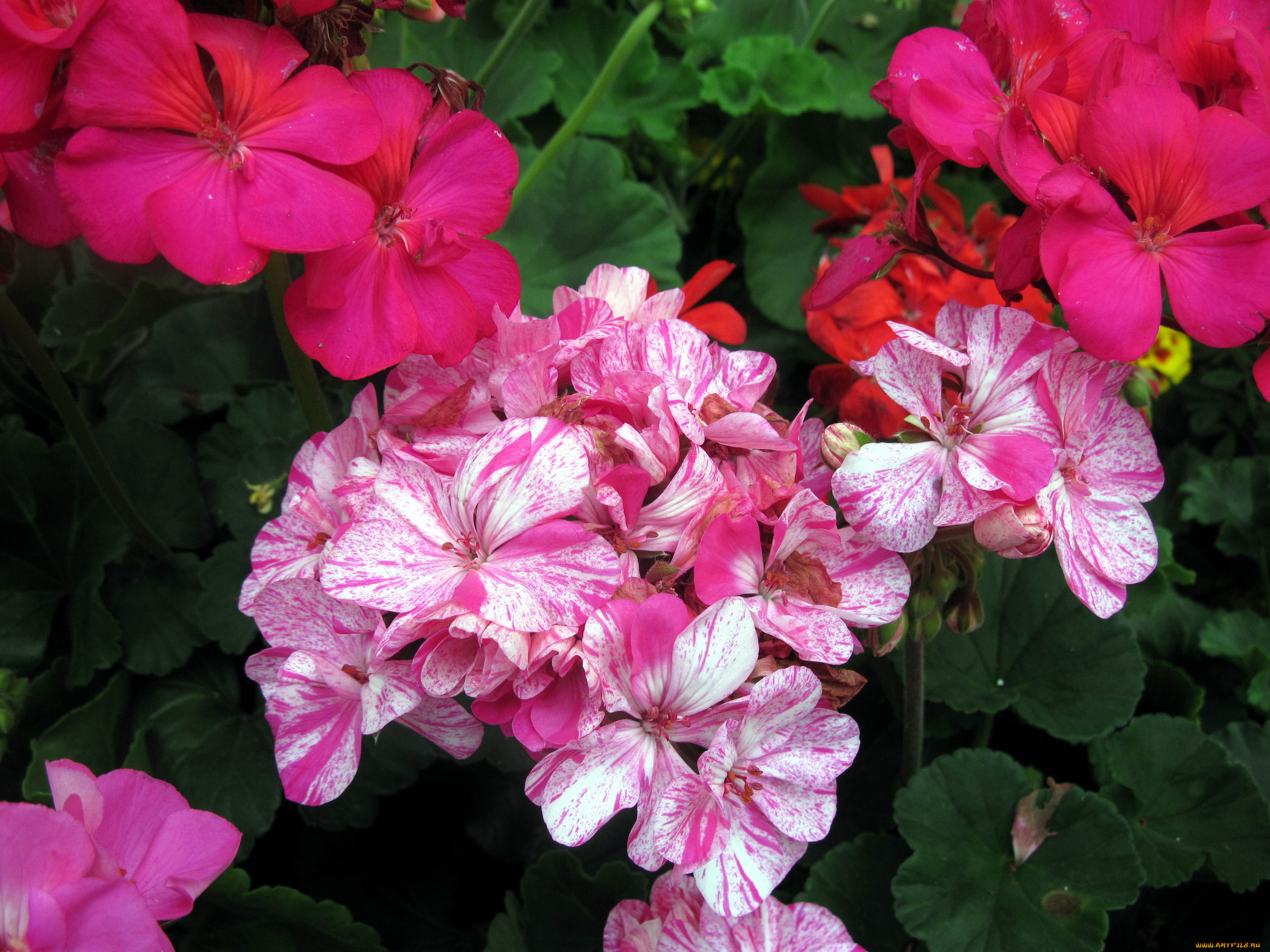 цветы, герань, пестрый