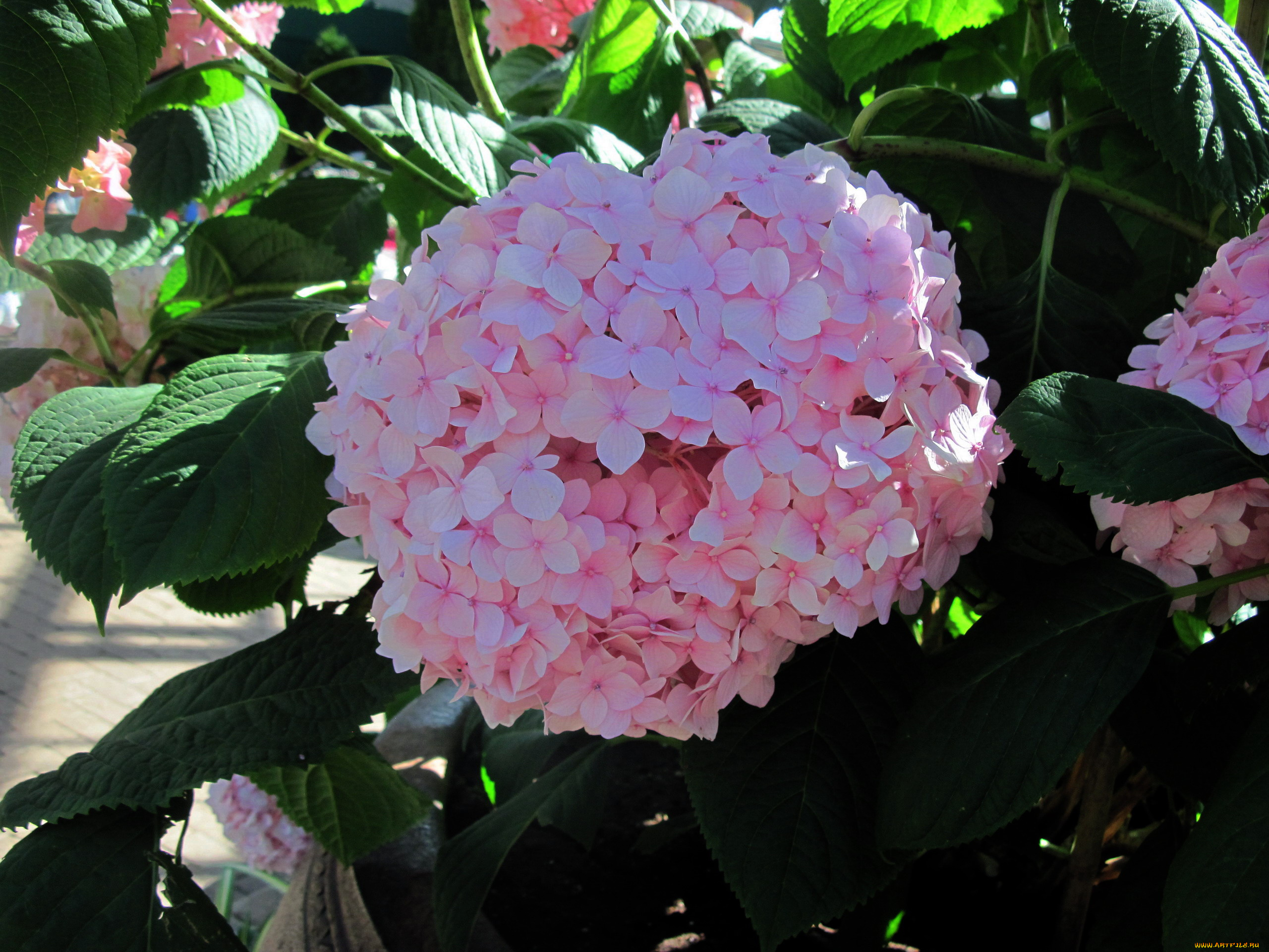 цветы, гортензия, розовый