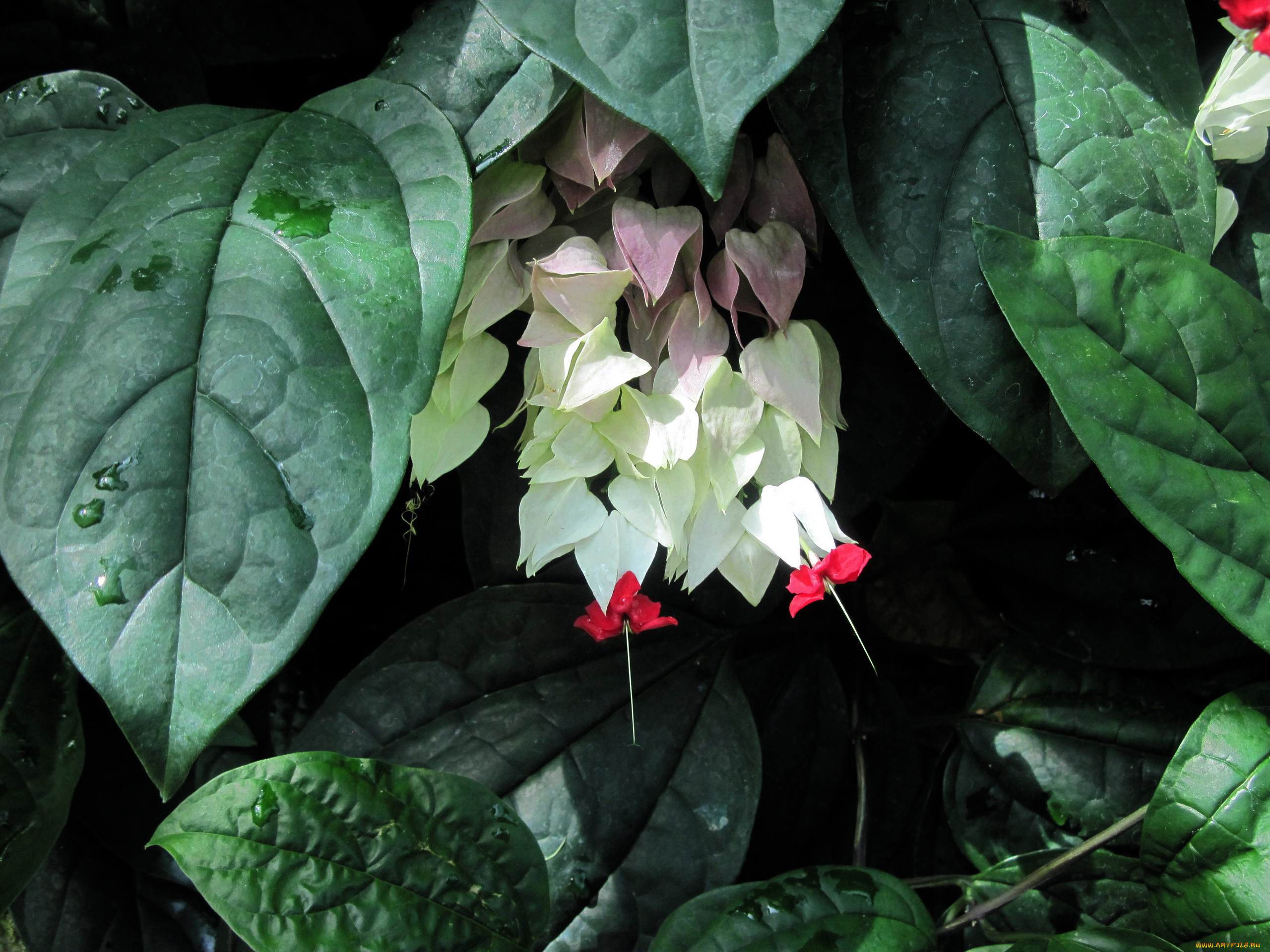 цветы, клеродендрумы, экзотика