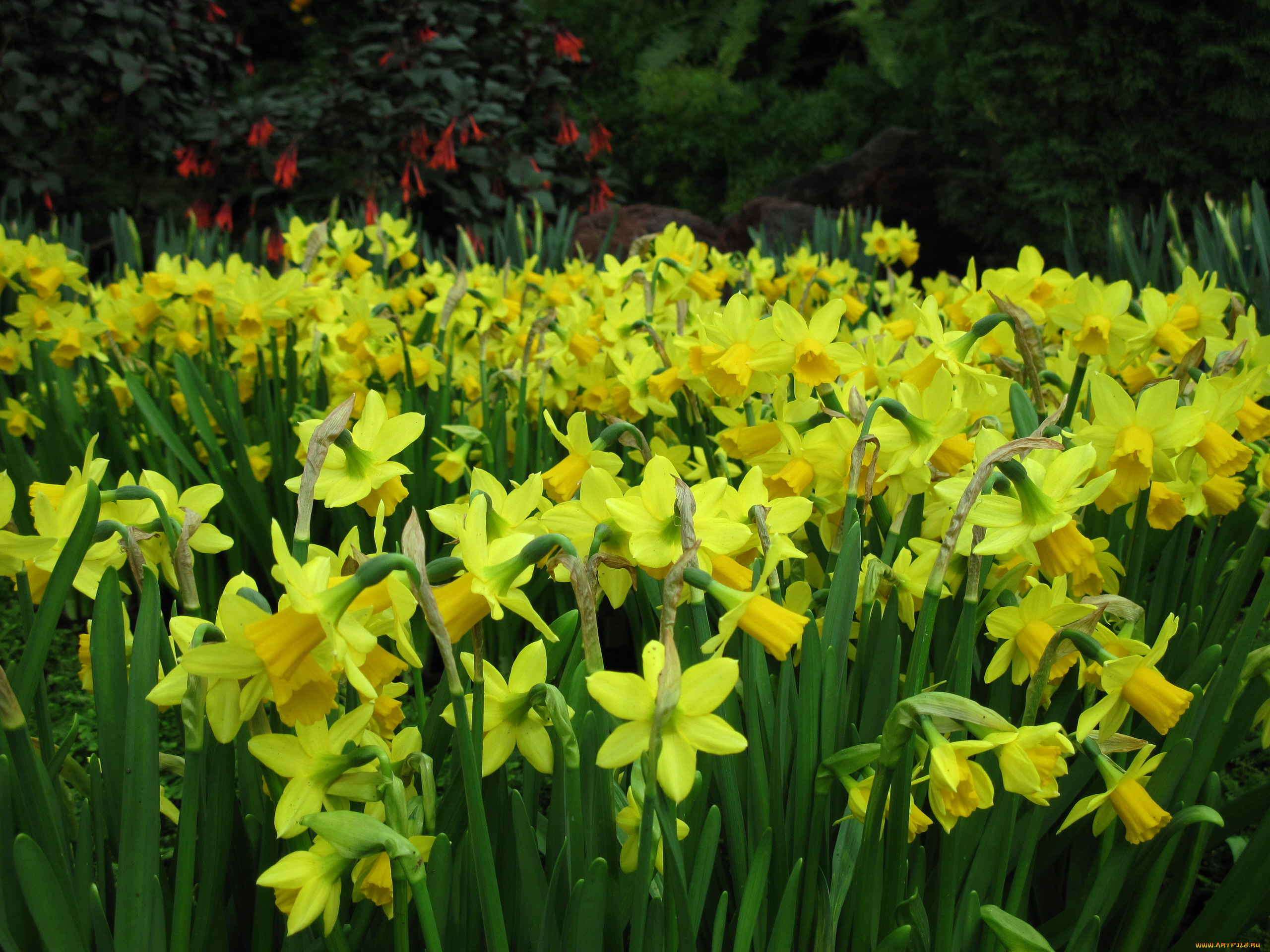 цветы, нарциссы, много