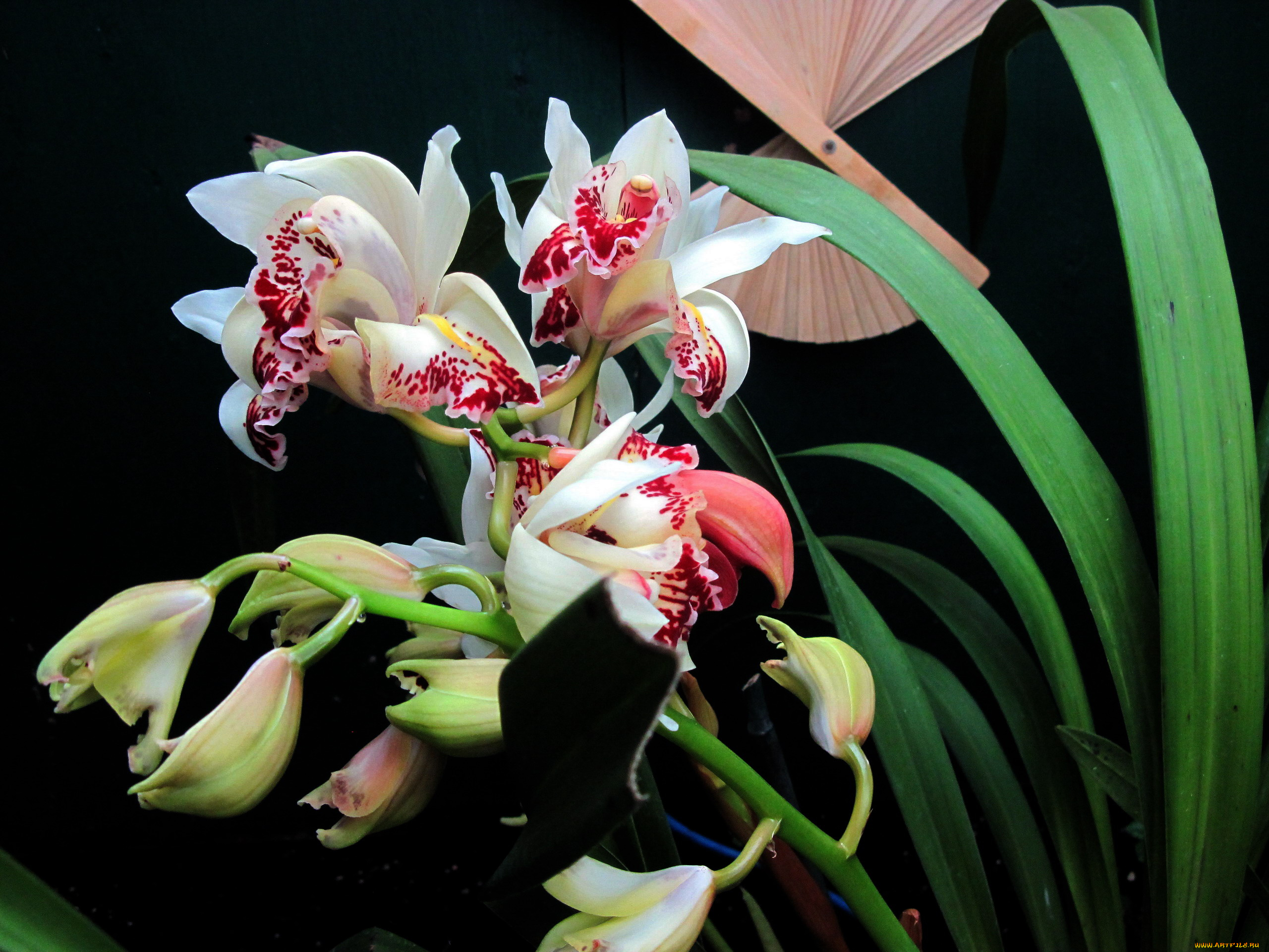 цветы, орхидеи, экзотика
