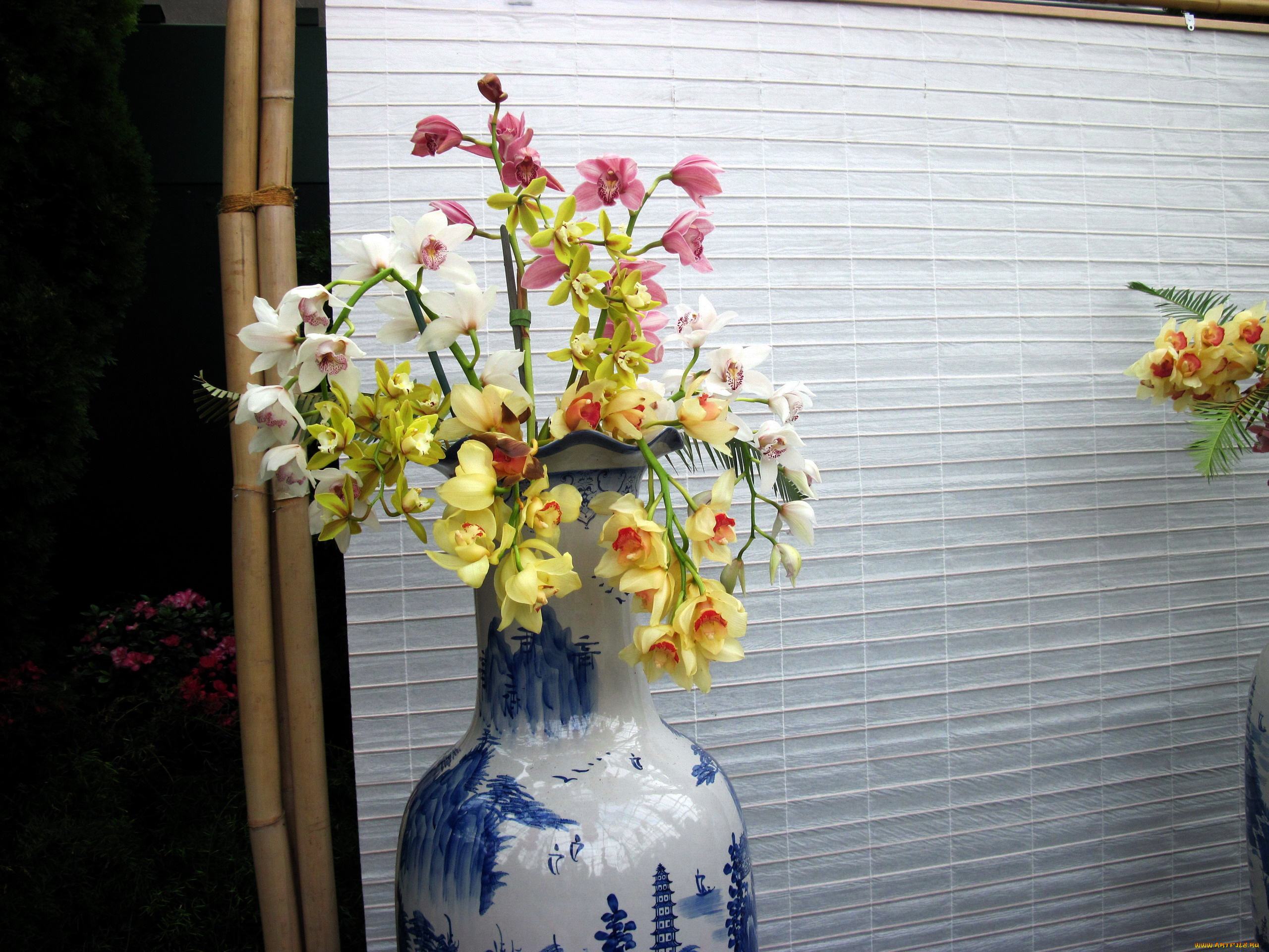 цветы, орхидеи, экзотика