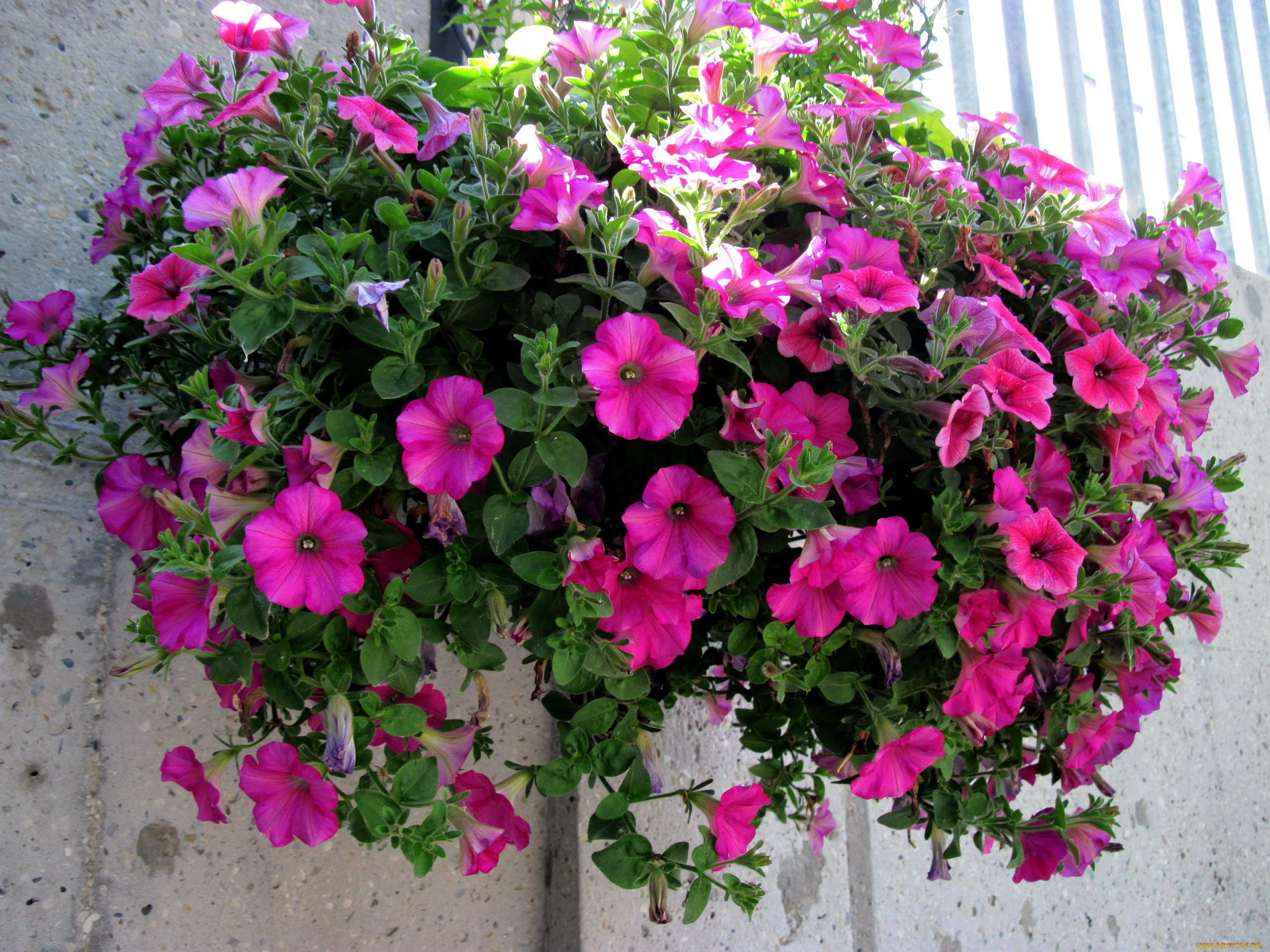 цветы, петунии, , калибрахоа, сурфинии, розовые