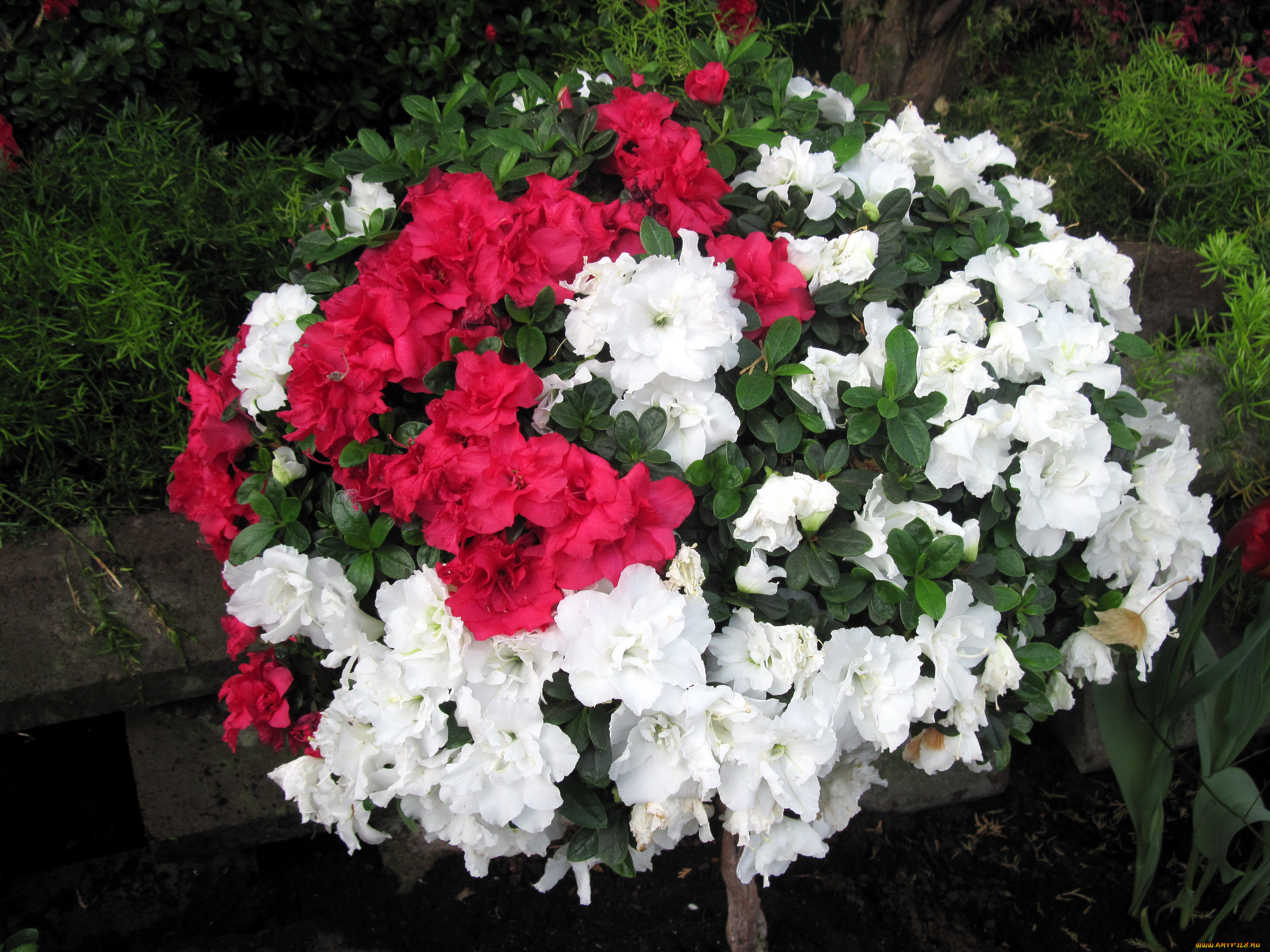 цветы, рододендроны, , азалии, белый, розовый