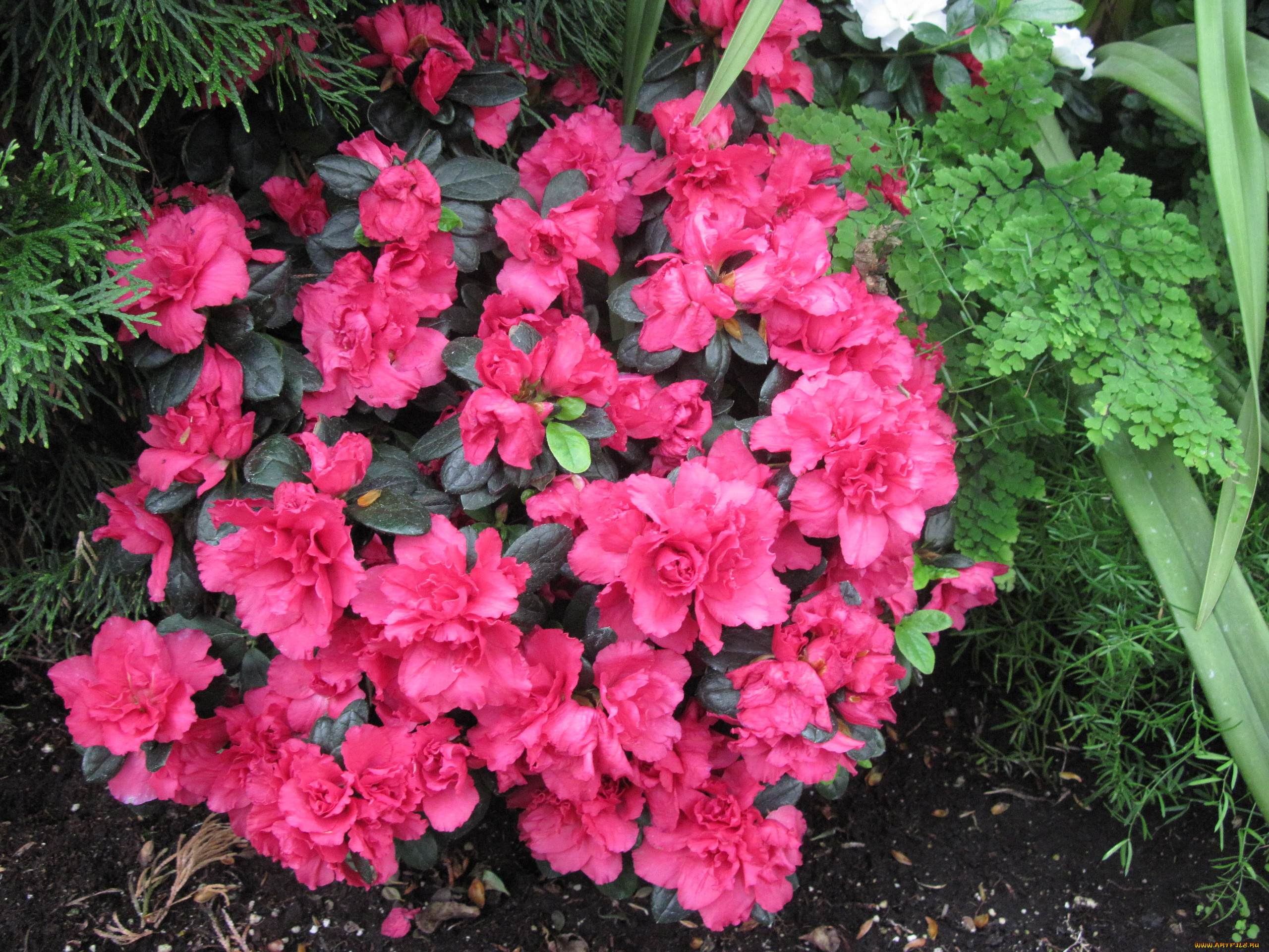 цветы, рододендроны, , азалии, розовый, азалия