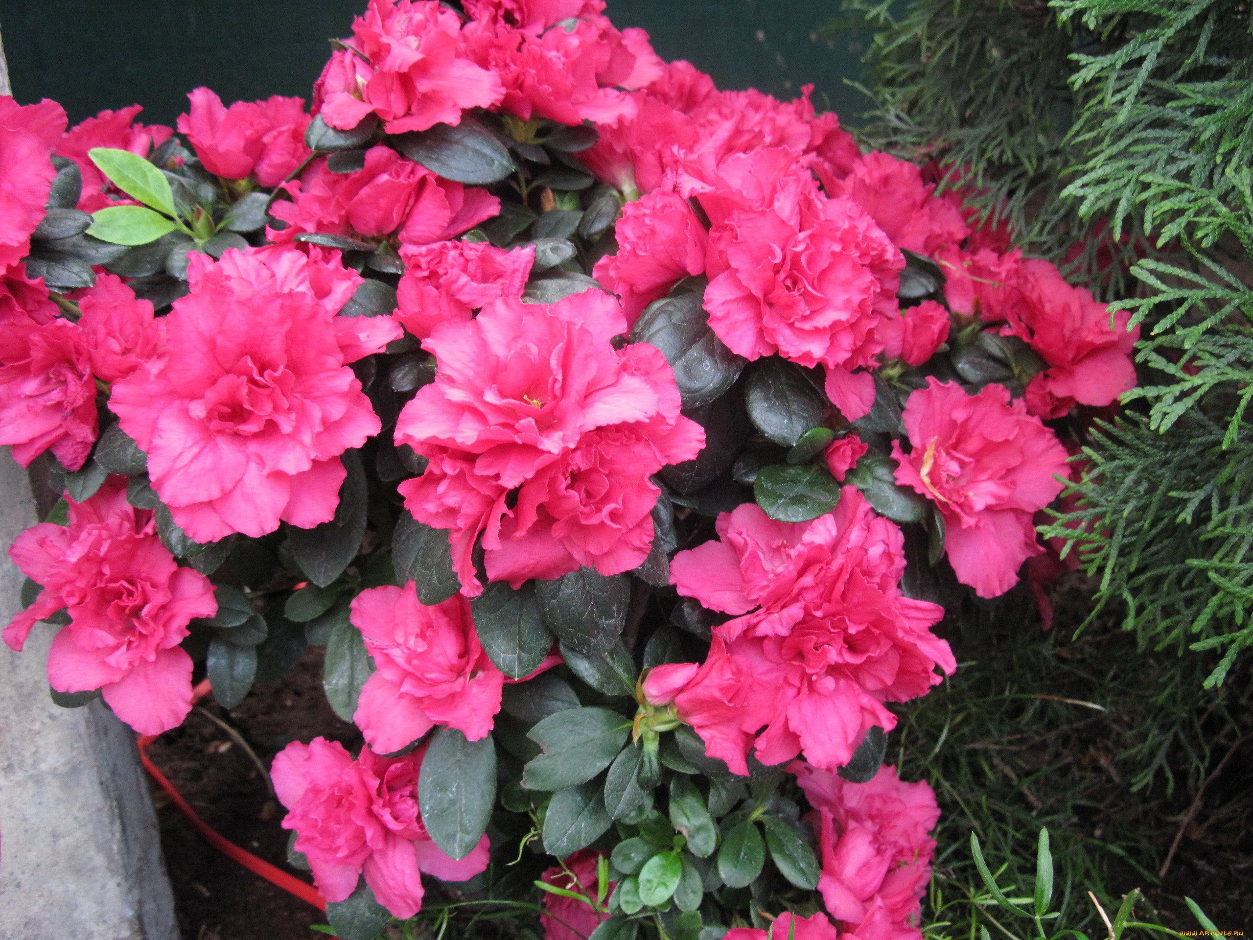 цветы, рододендроны, , азалии, розовый, азалия