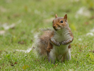 Картинка животные белки белка