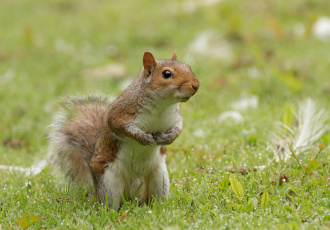 Картинка животные белки белка