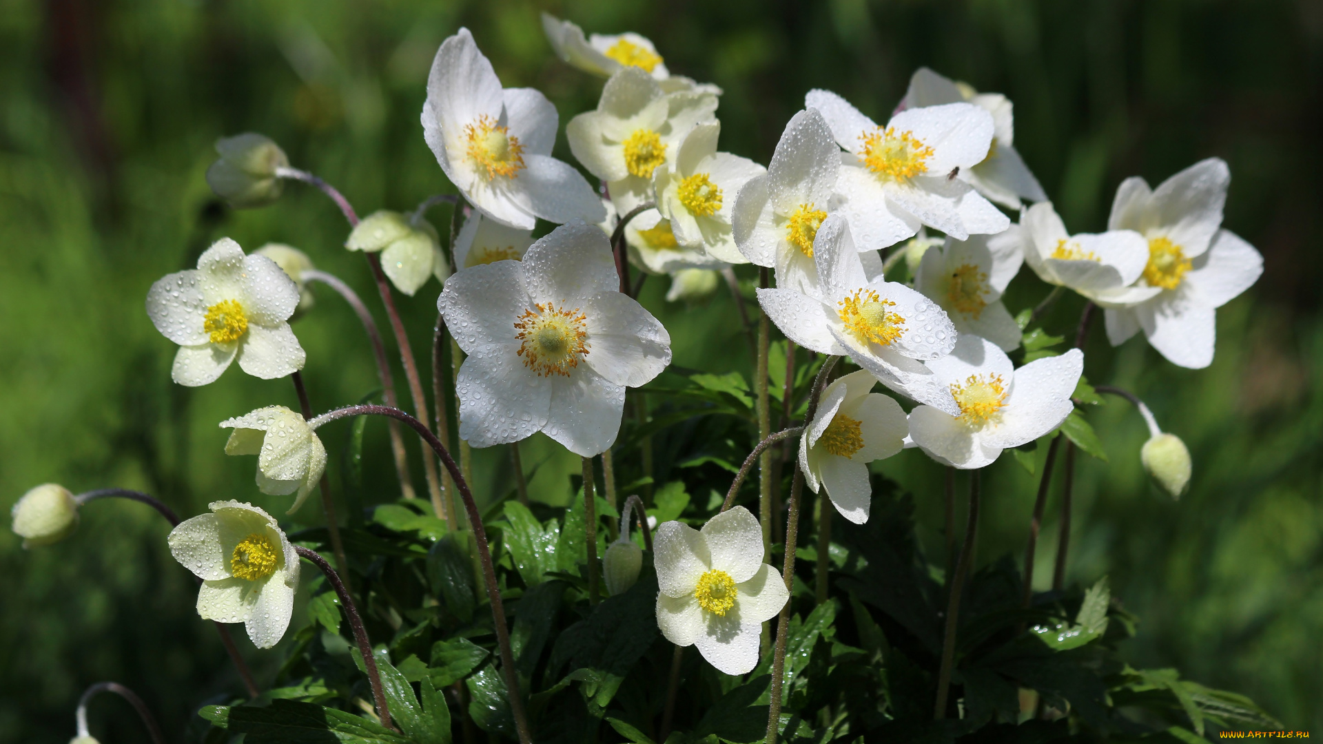 цветы, анемоны, , сон-трава, цветение, природа, май, красота, дача, весна