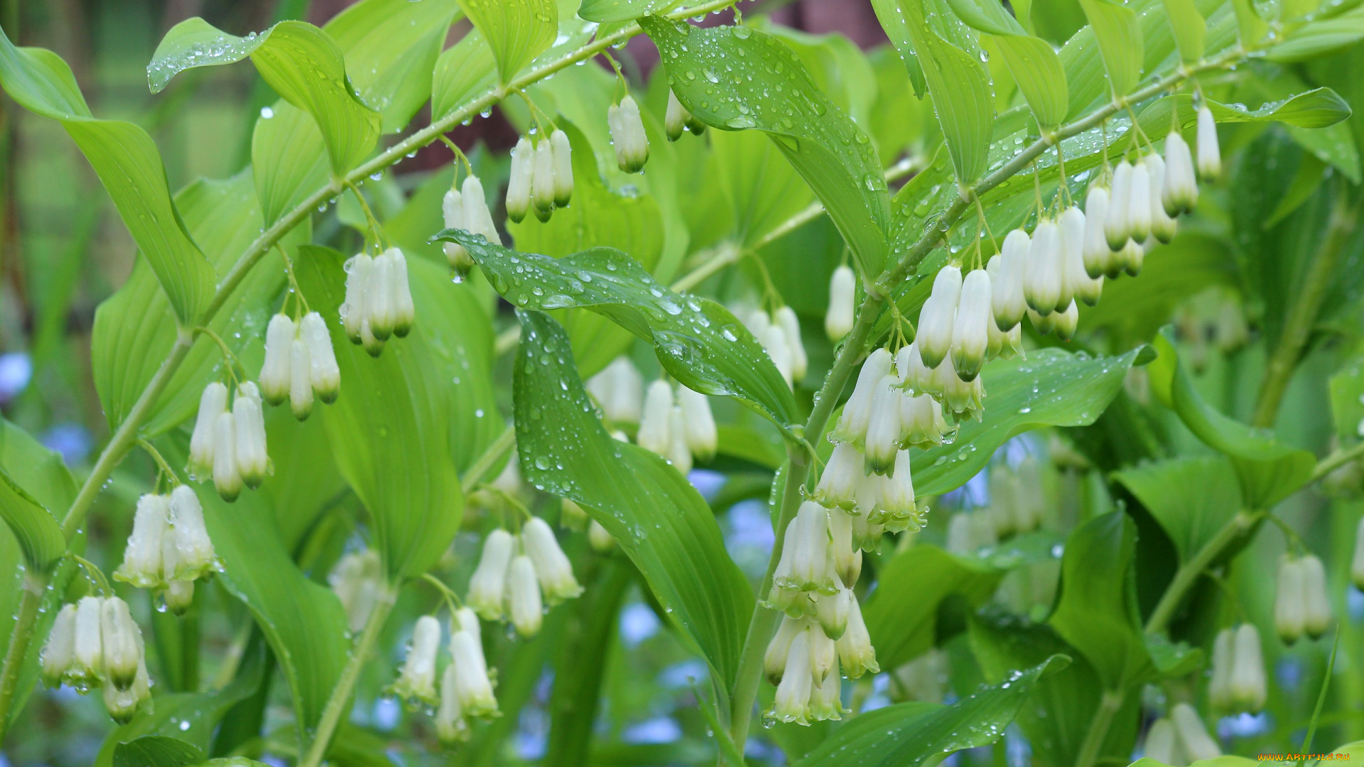 цветы, цветение, роса, природа, купена, красота, капли, дождь, дача, весна