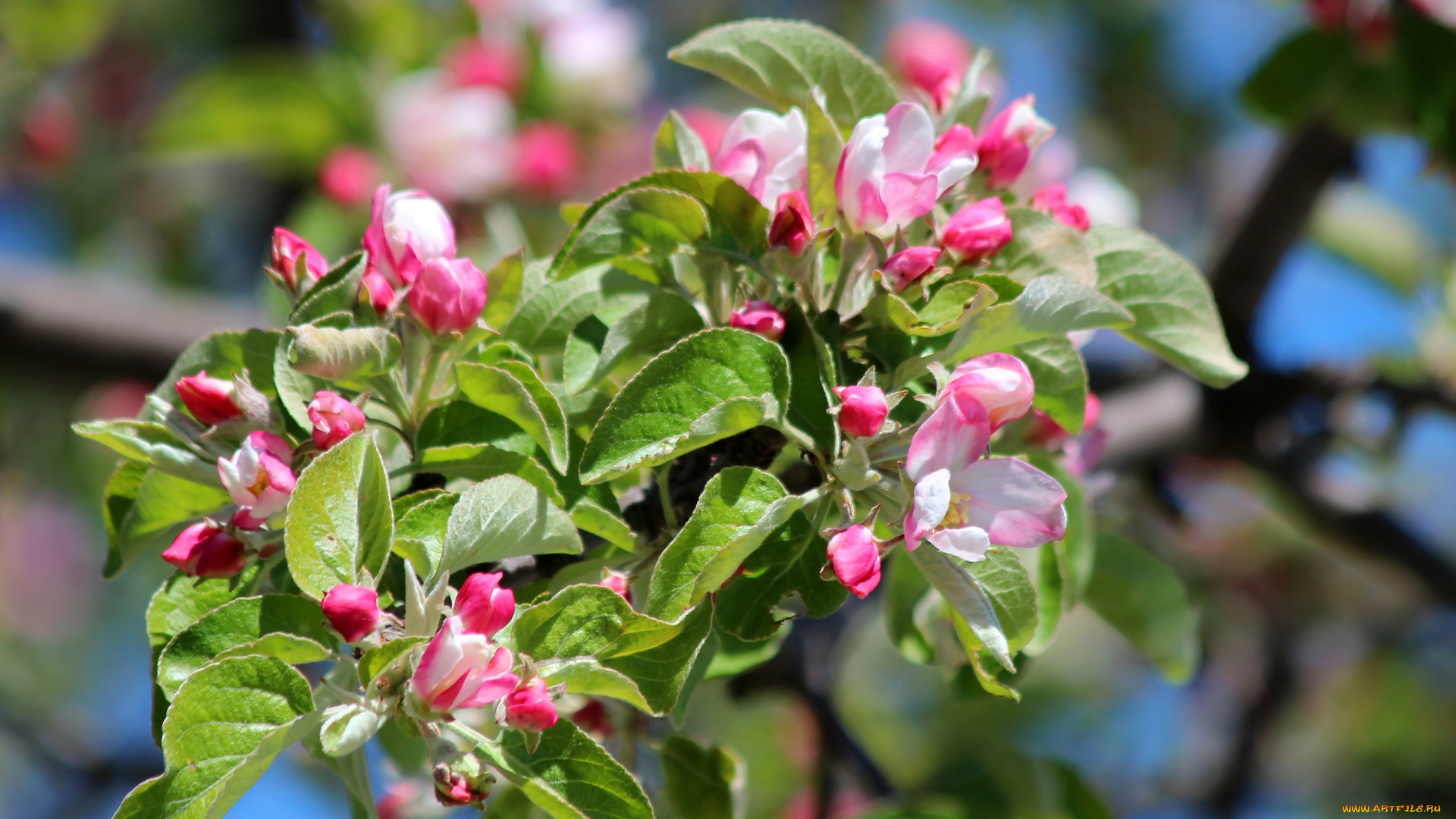 цветы, цветущие, деревья, , , кустарники, яблоневый, цвет, красота, яблоня, цветение, природа, май, дача, весна