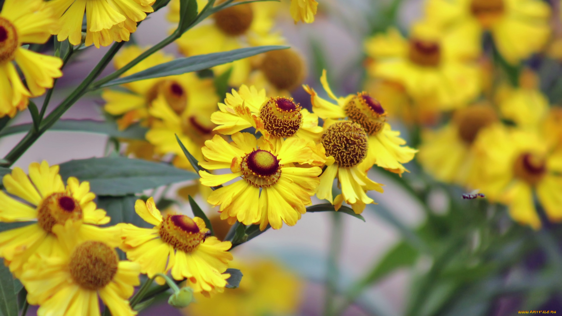 цветы, гайлардии, , гелениумы, лето, лепестки, цветок, фото, фон, флора, растение, гайлардия, август