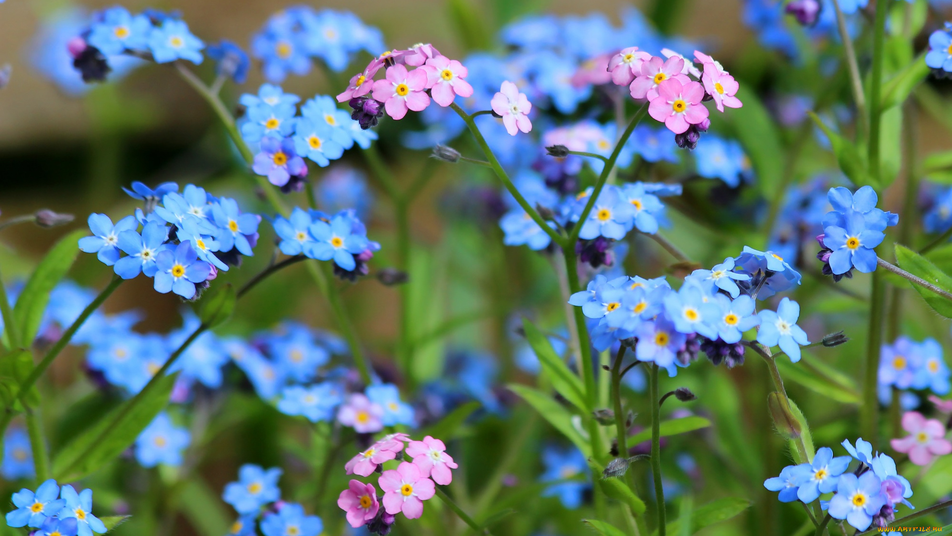 цветы, незабудки, природа, май, дача, цветение, весна