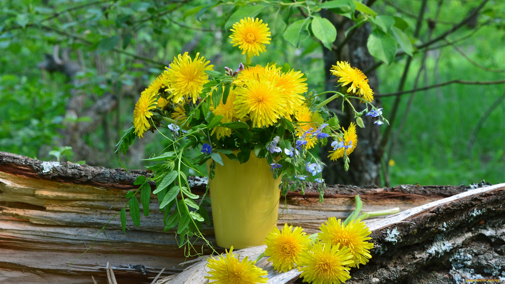 цветы, одуванчики, лето, букет, природа