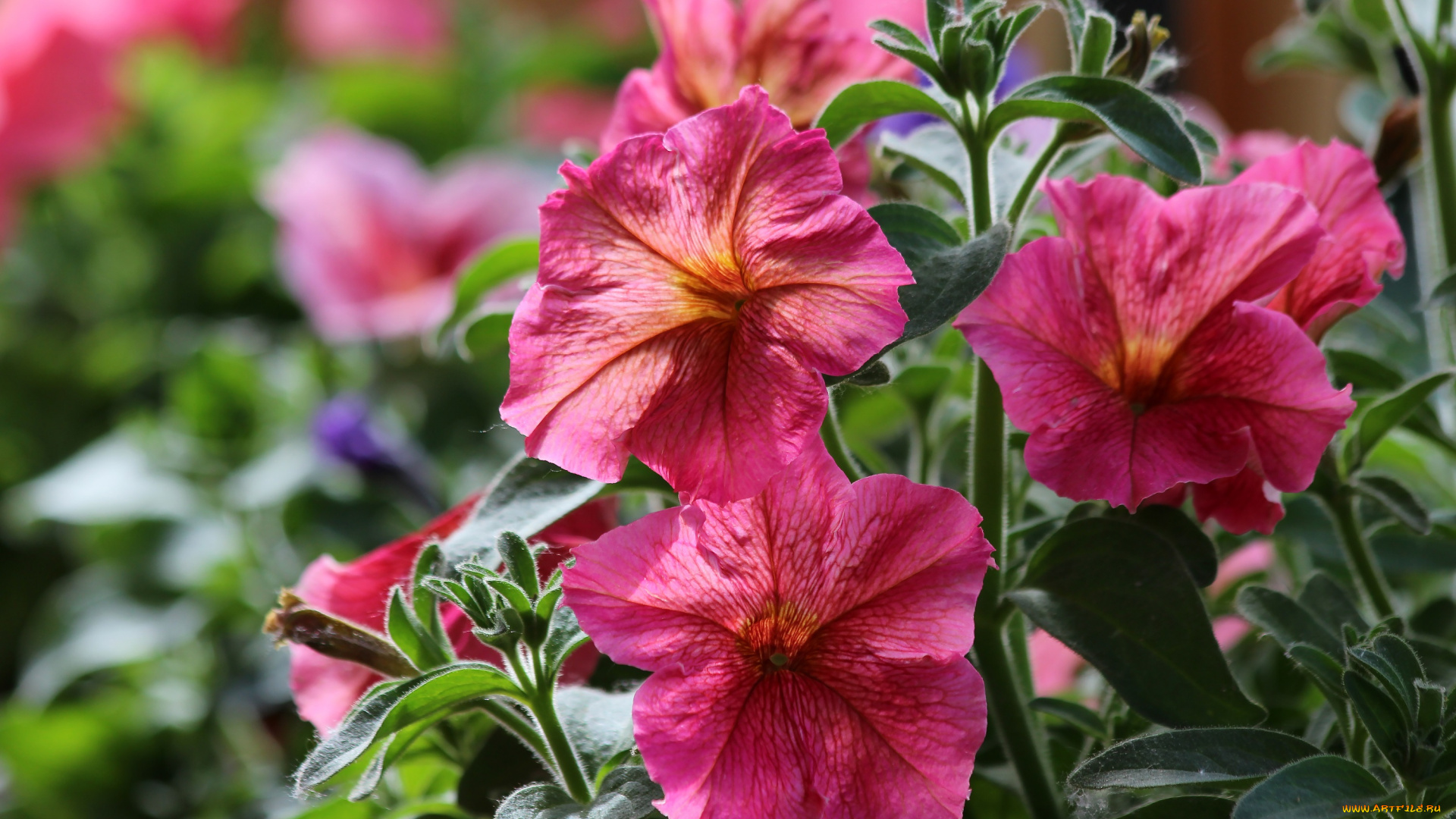 цветы, петунии, , калибрахоа, природа, петуния, лето, цветение, красота, дача