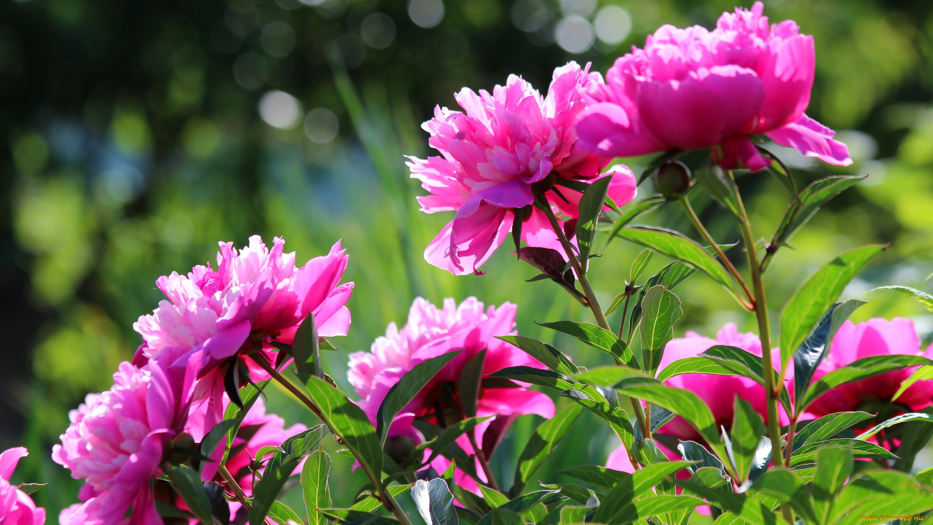 цветы, пионы, цветение, природа, дача, лето, красота