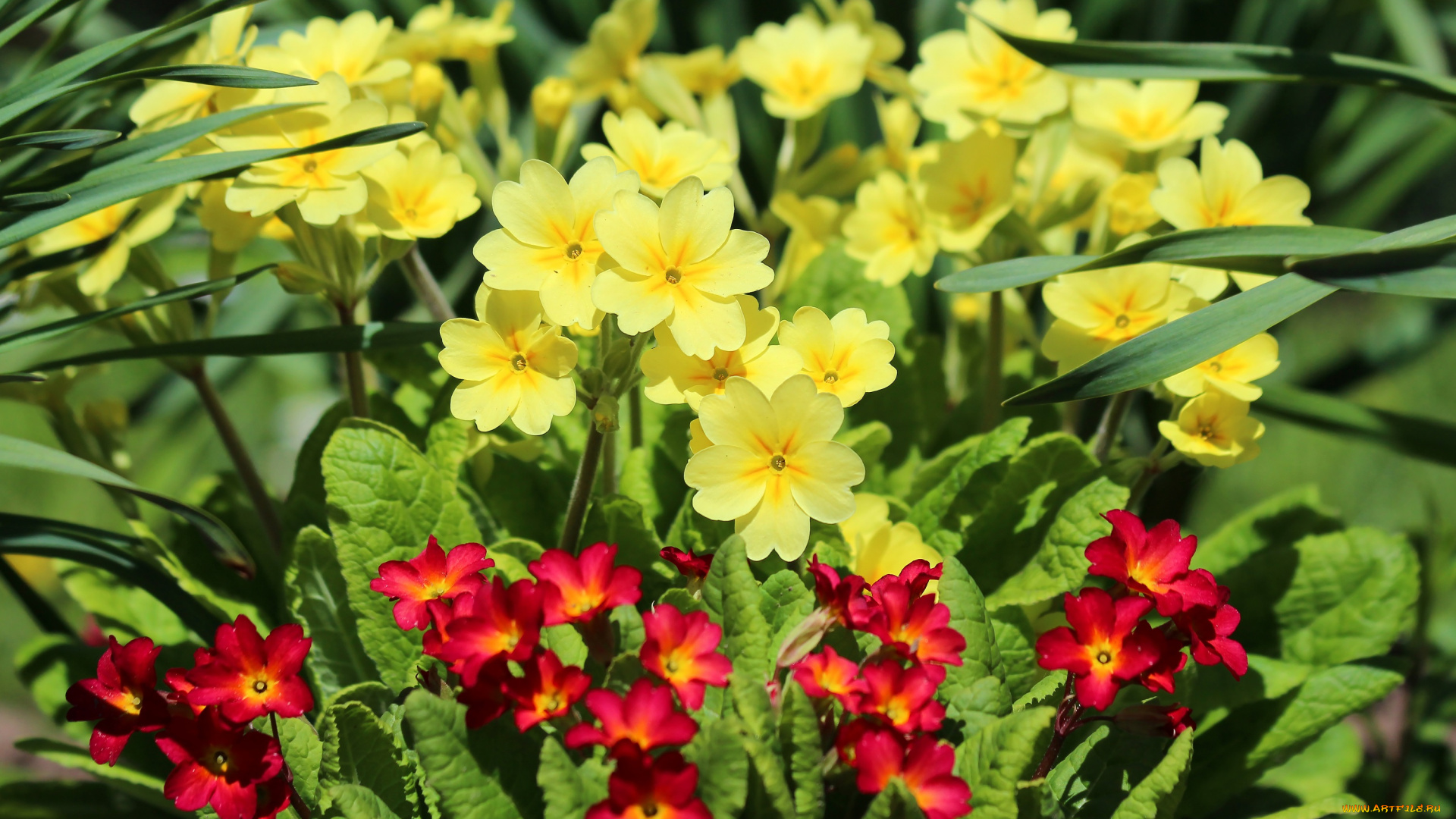 цветы, примулы, весна, цветение, природа, примула, май, дача, красота