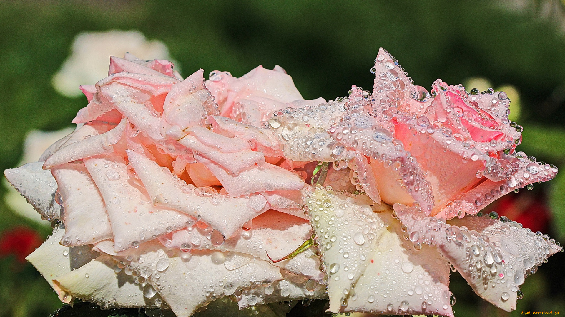 цветы, розы, цветение, роза, розовая, роса, капли, лето