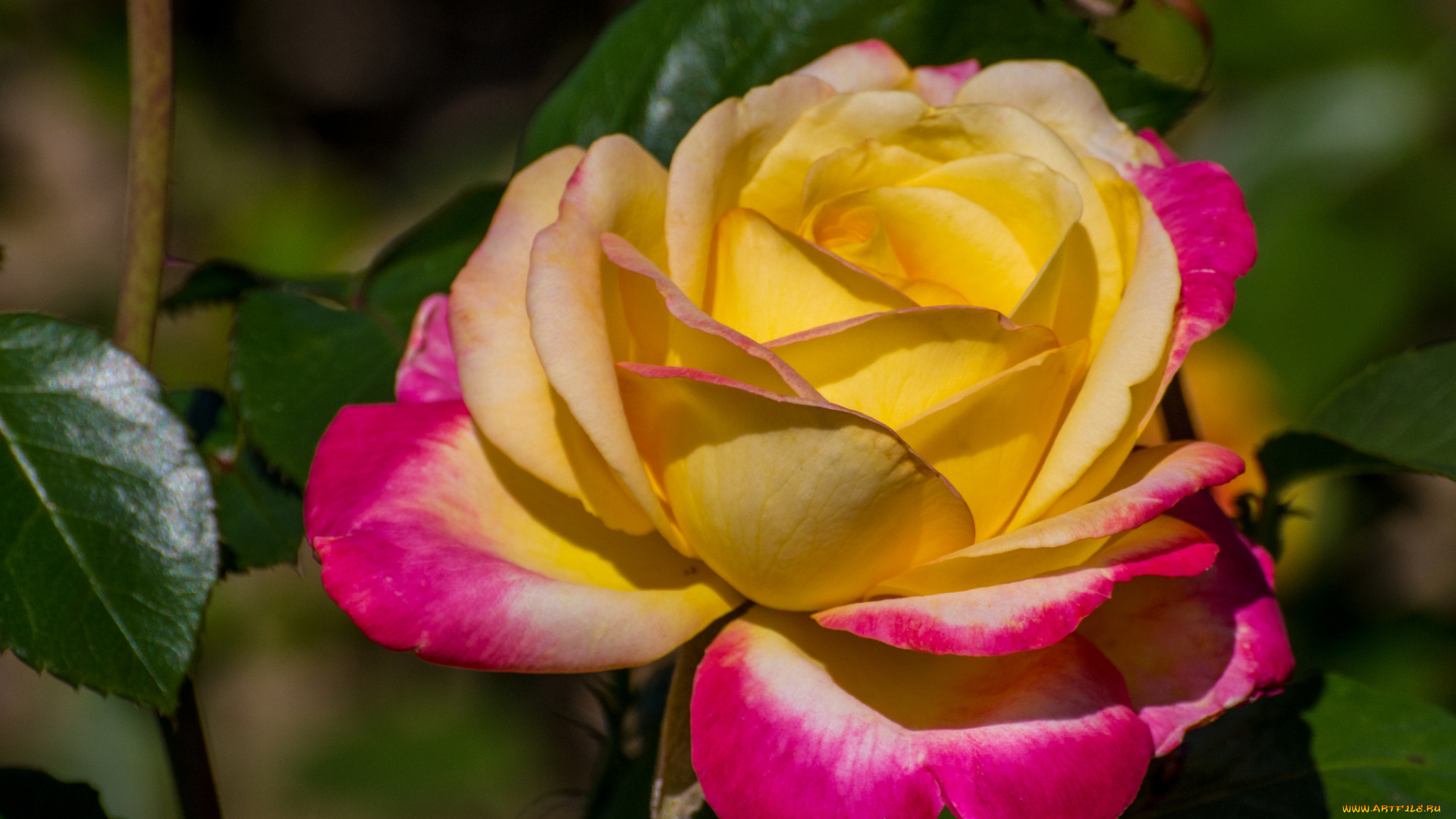 цветы, розы, розовая, листья, роза, цветение, лепестки