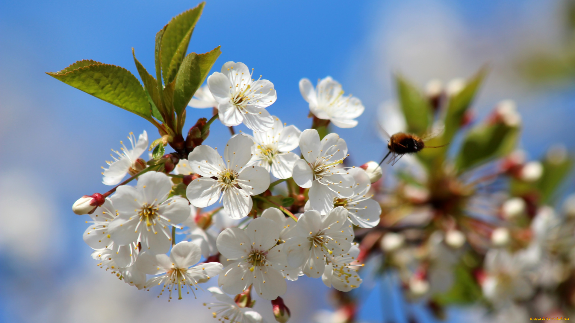 цветы, сакура, , вишня, май, красота, дача, вишнёвый, цвет, вишня, весна, цветение, природа