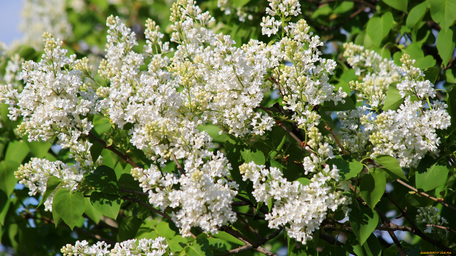 цветы, сирень, весна, природа, май, красота, дача, цветение