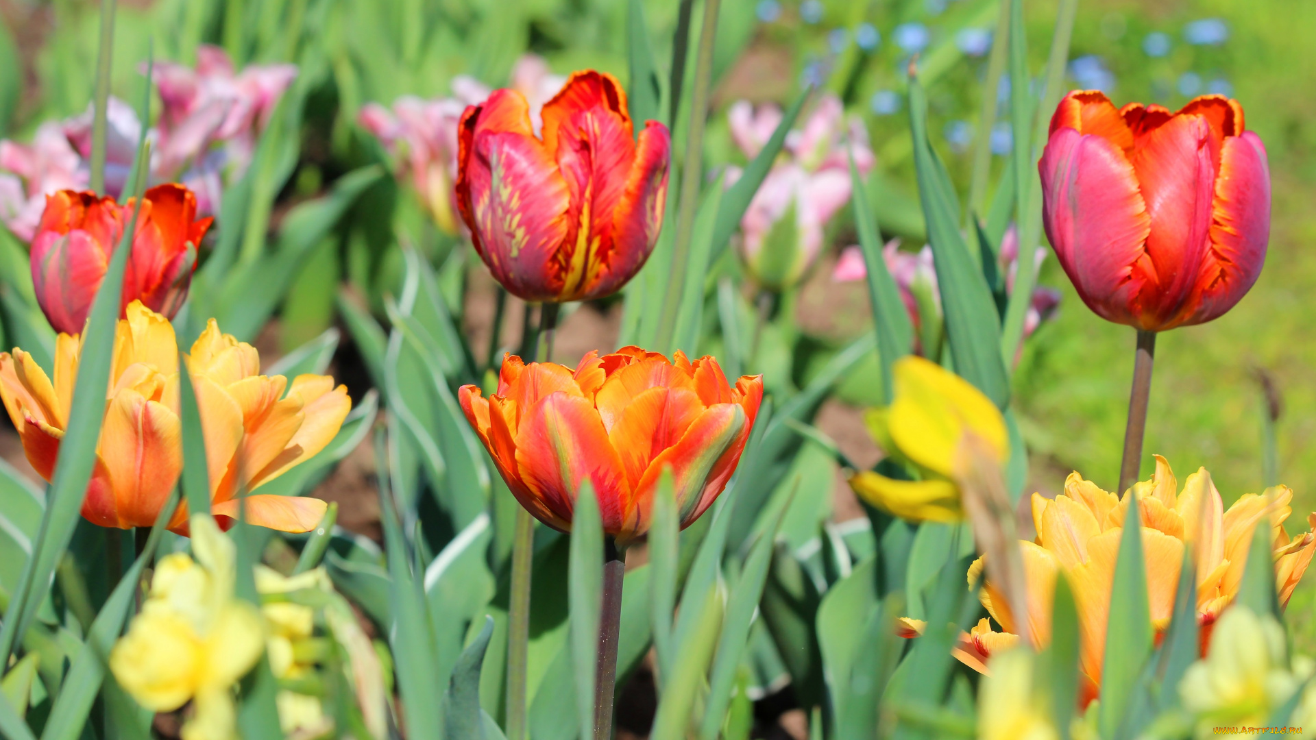 цветы, тюльпаны, май, красота, дача, весна, цветение, природа