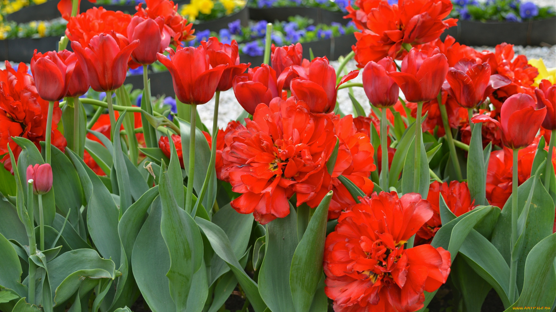 цветы, тюльпаны, много, лепестки, цветение, разноцветные