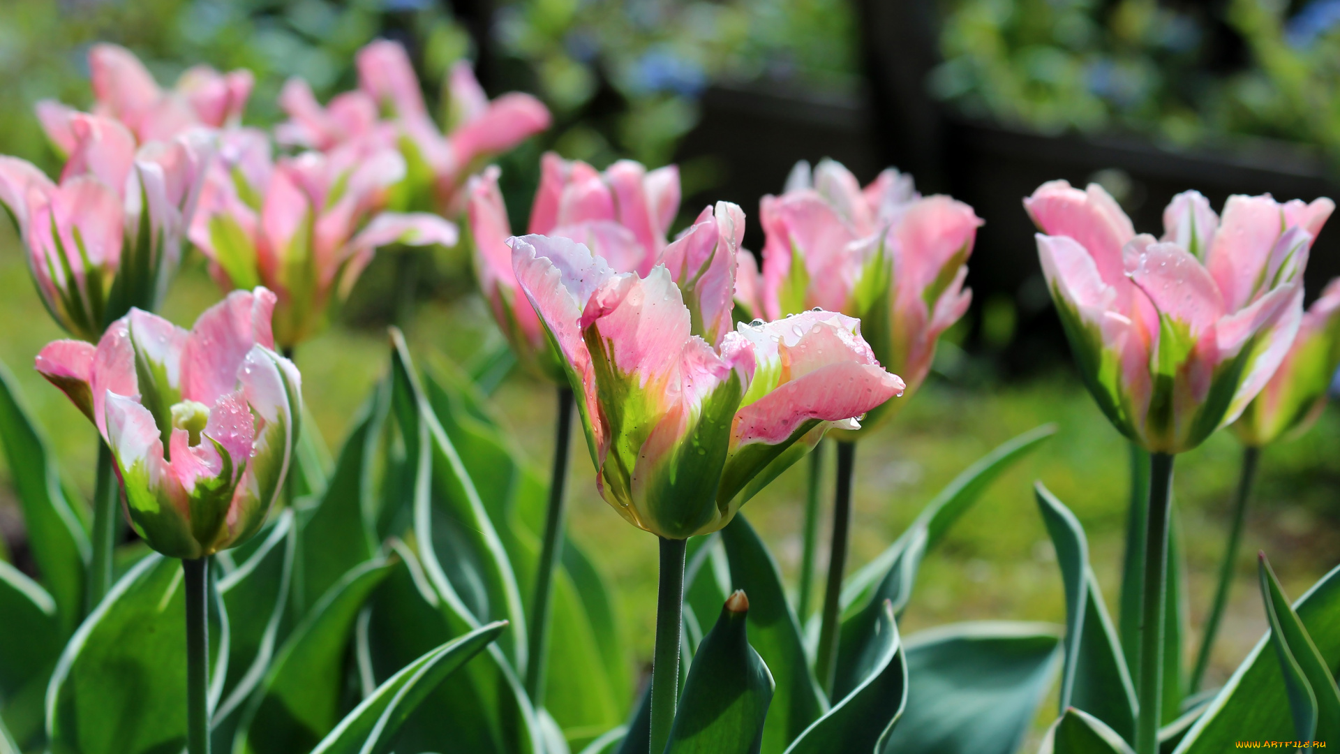 цветы, тюльпаны, природа, красота, май, весна, дача, цветение