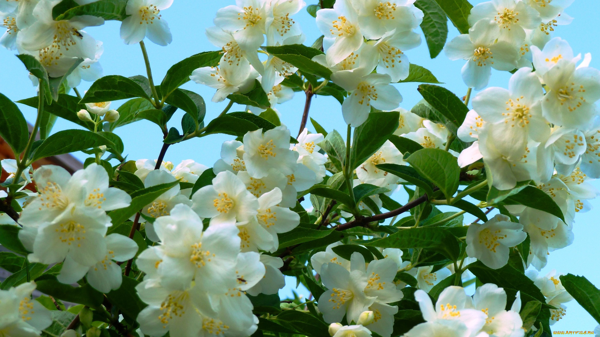 цветы, жасмин, флора, природа, лето, позитив