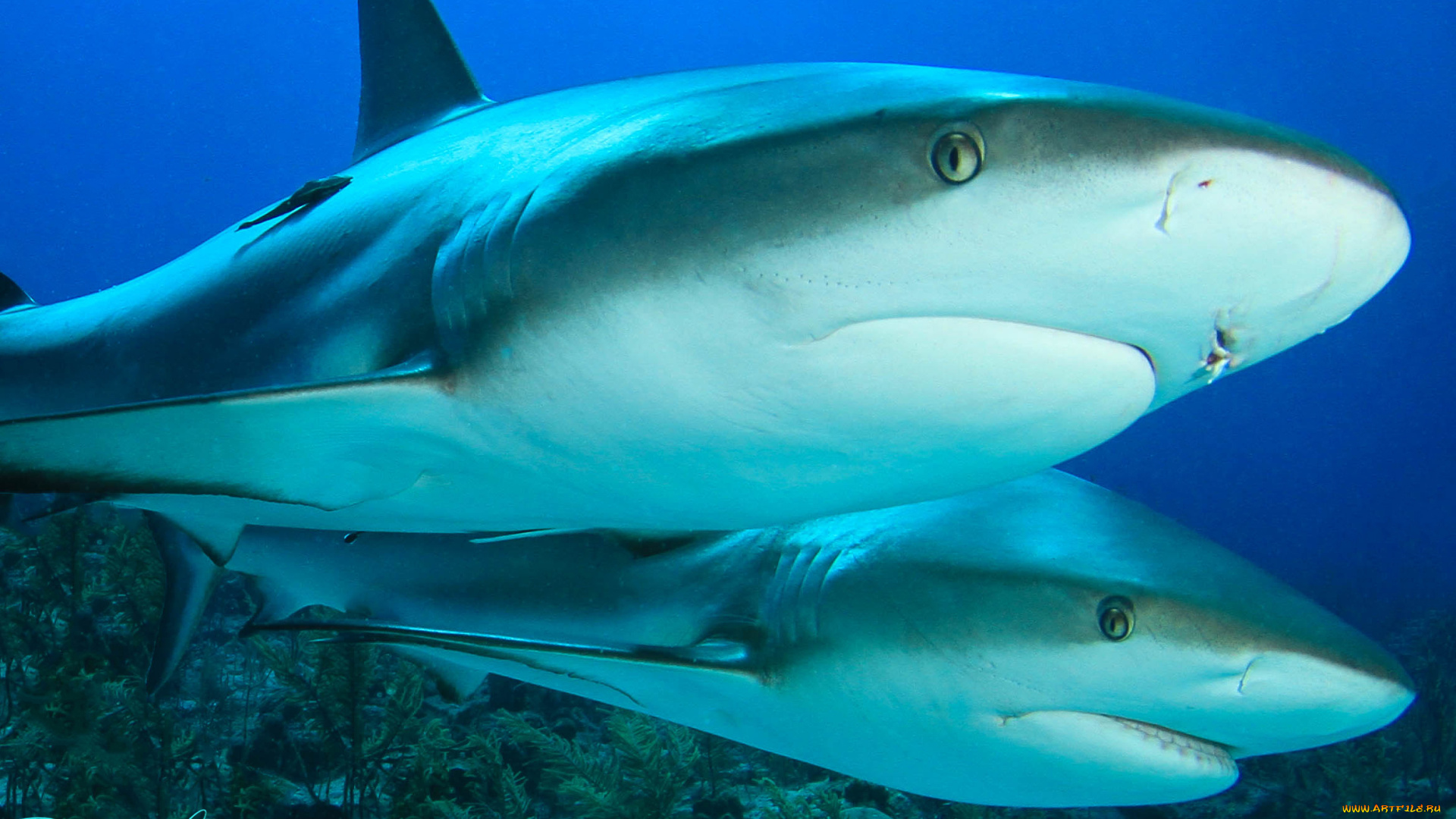 животные, акулы, океан, море, большая, опасная, акула
