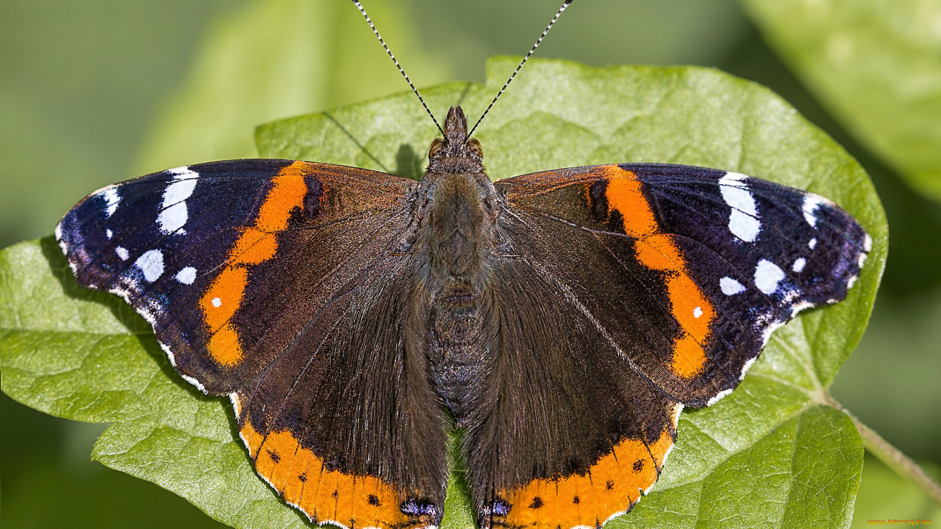 животные, бабочки, , мотыльки, , моли, бабочка