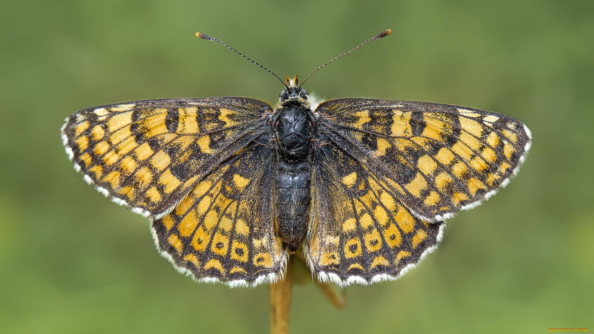 животные, бабочки, , мотыльки, , моли, бабочка